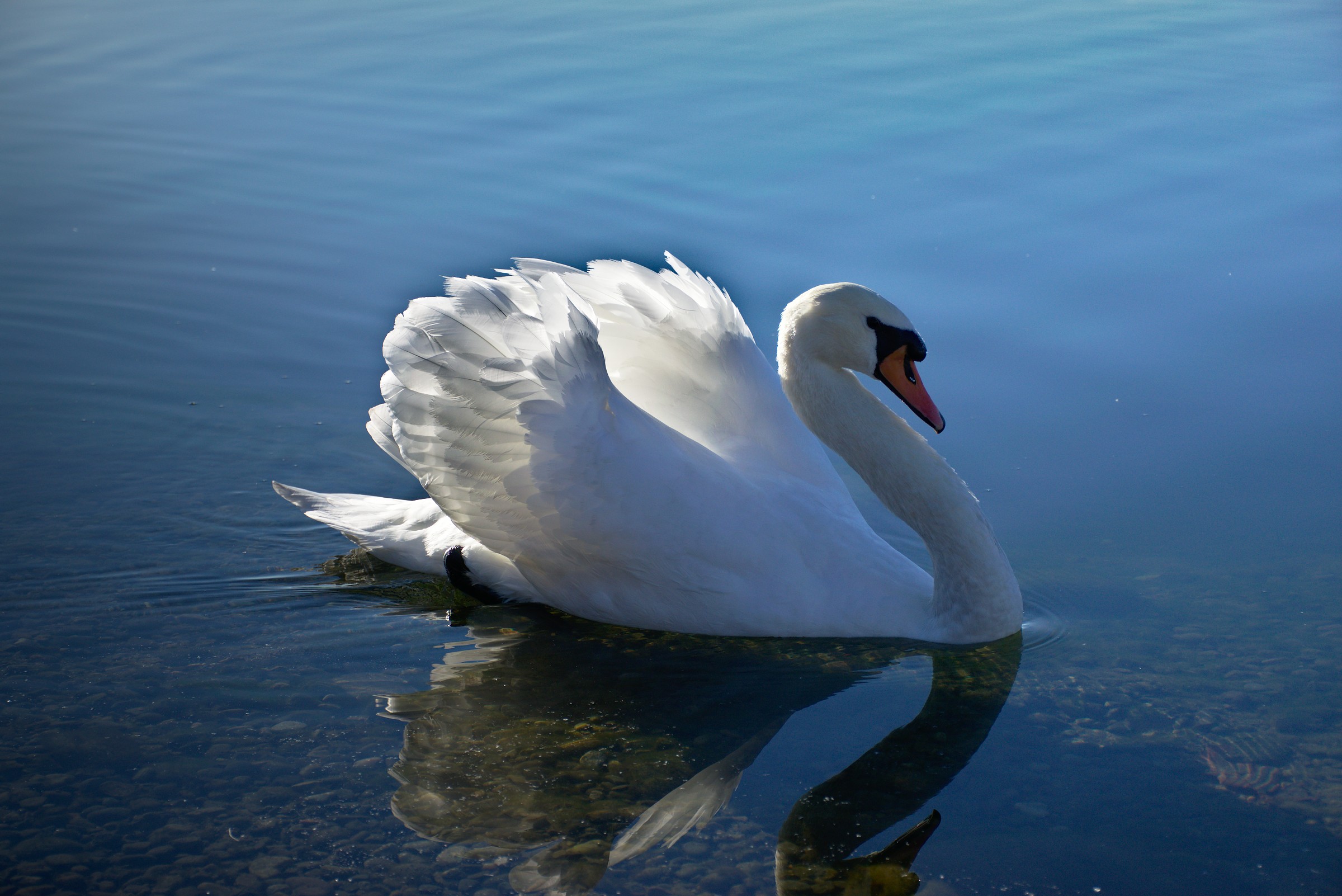 The elegance of the swan 2...