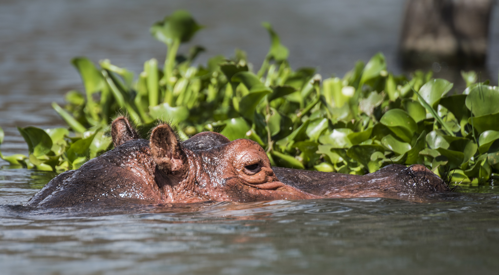 Hippopotamus...