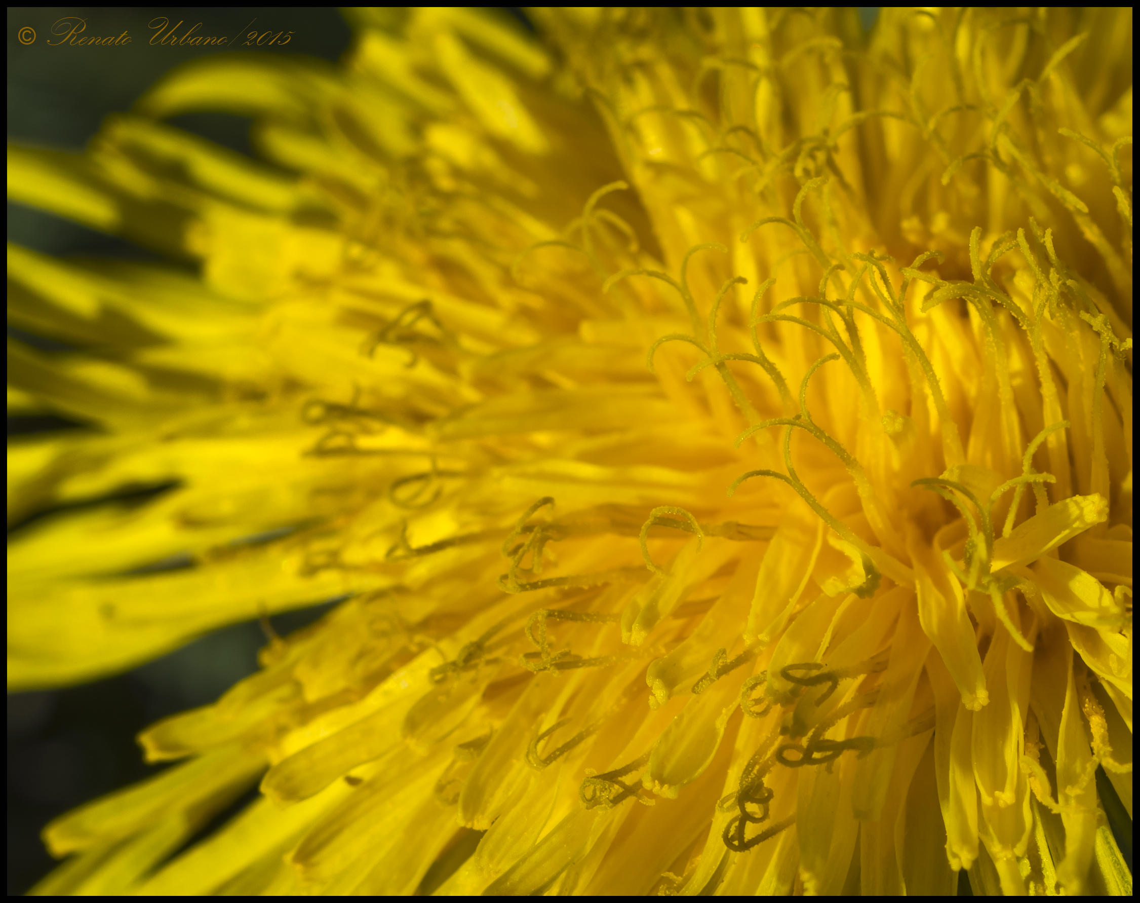 Stamens and pistils 7...