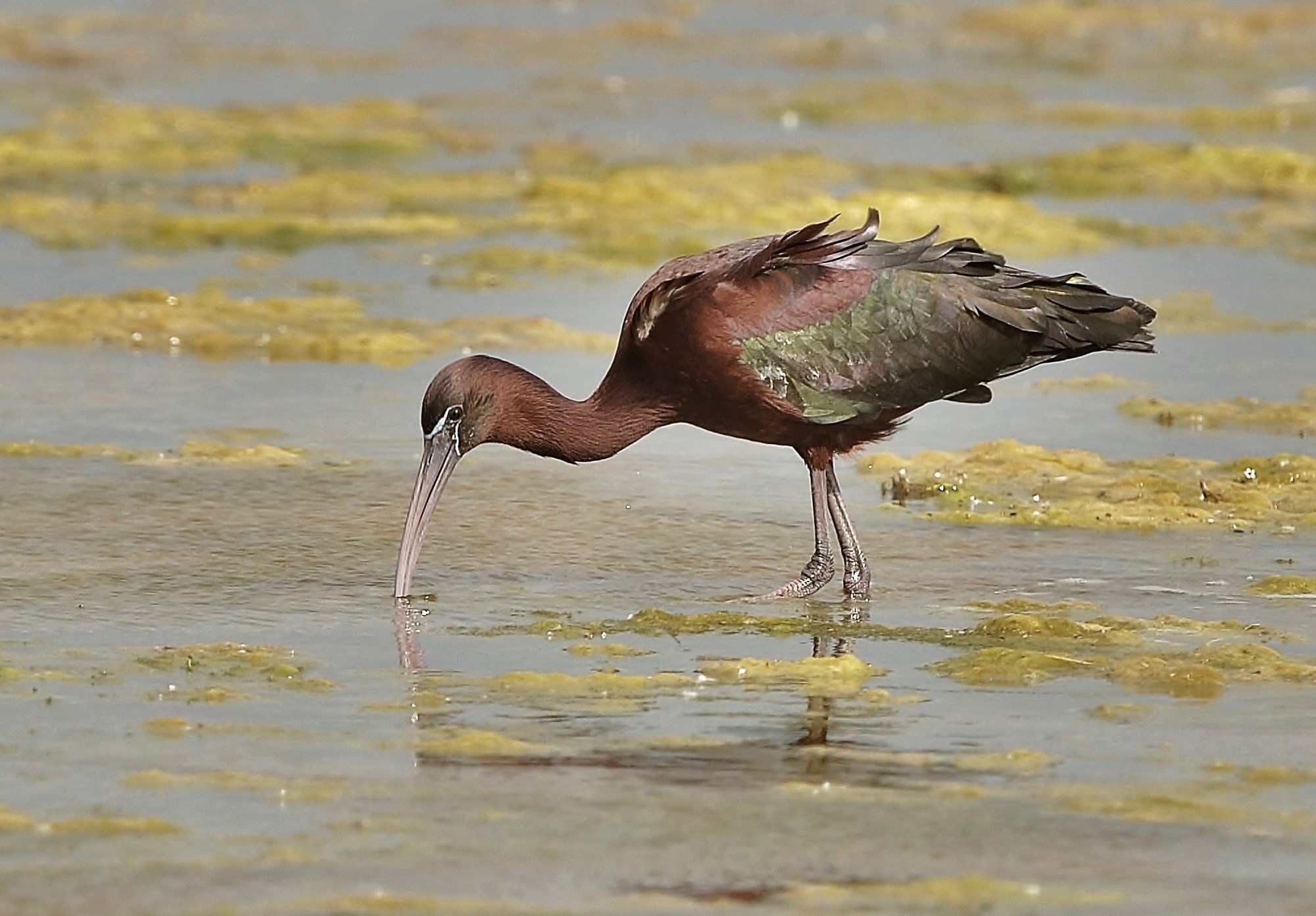 The glossy ibis...