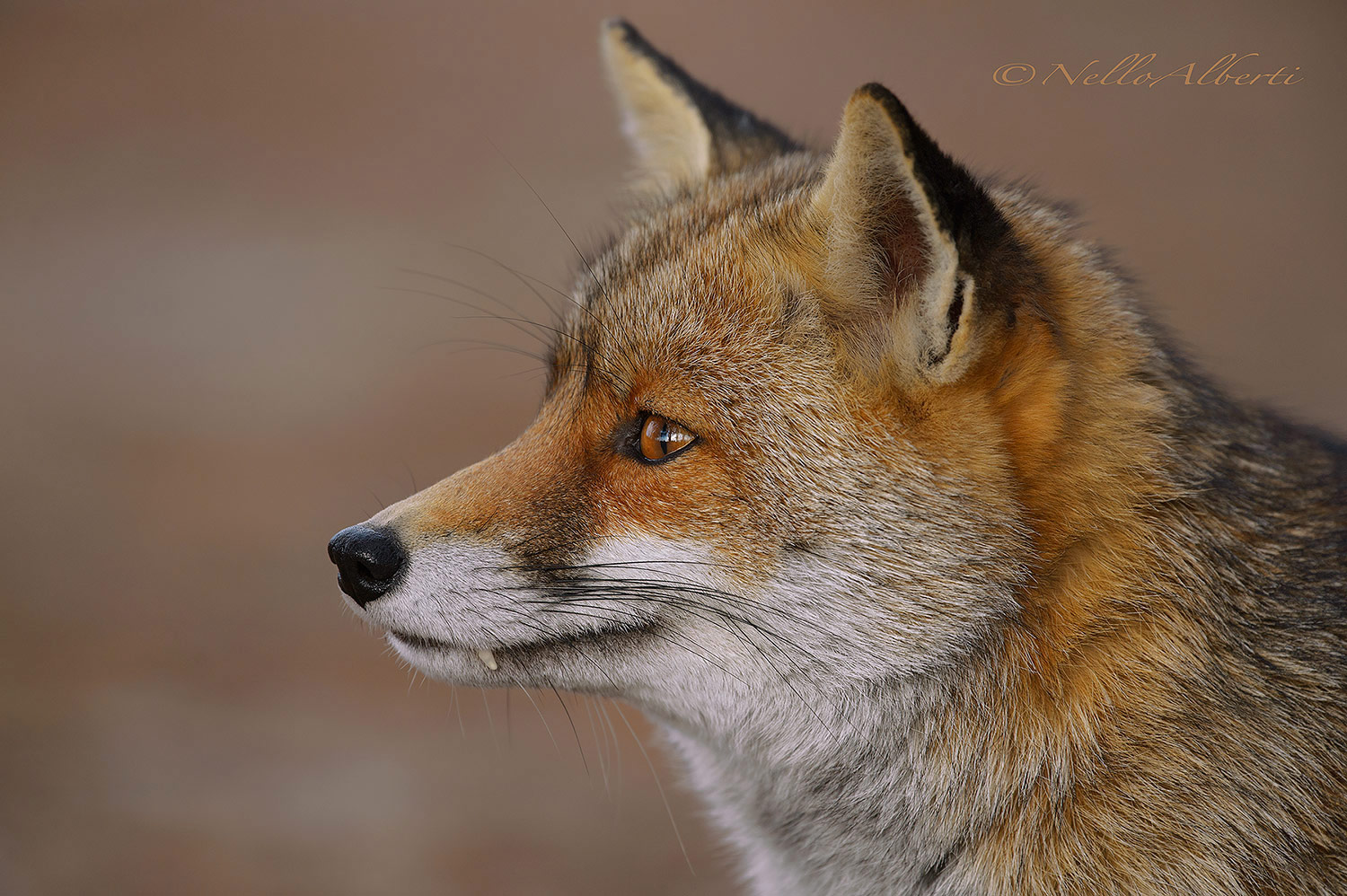 Portrait of a fox...