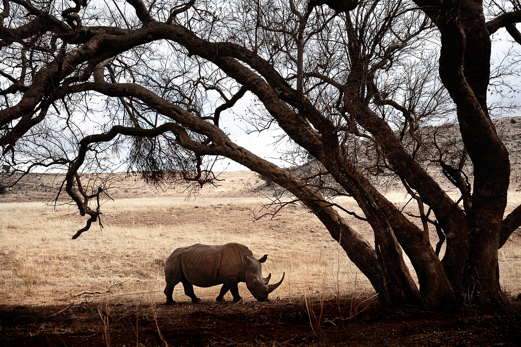 Rhinoceros...