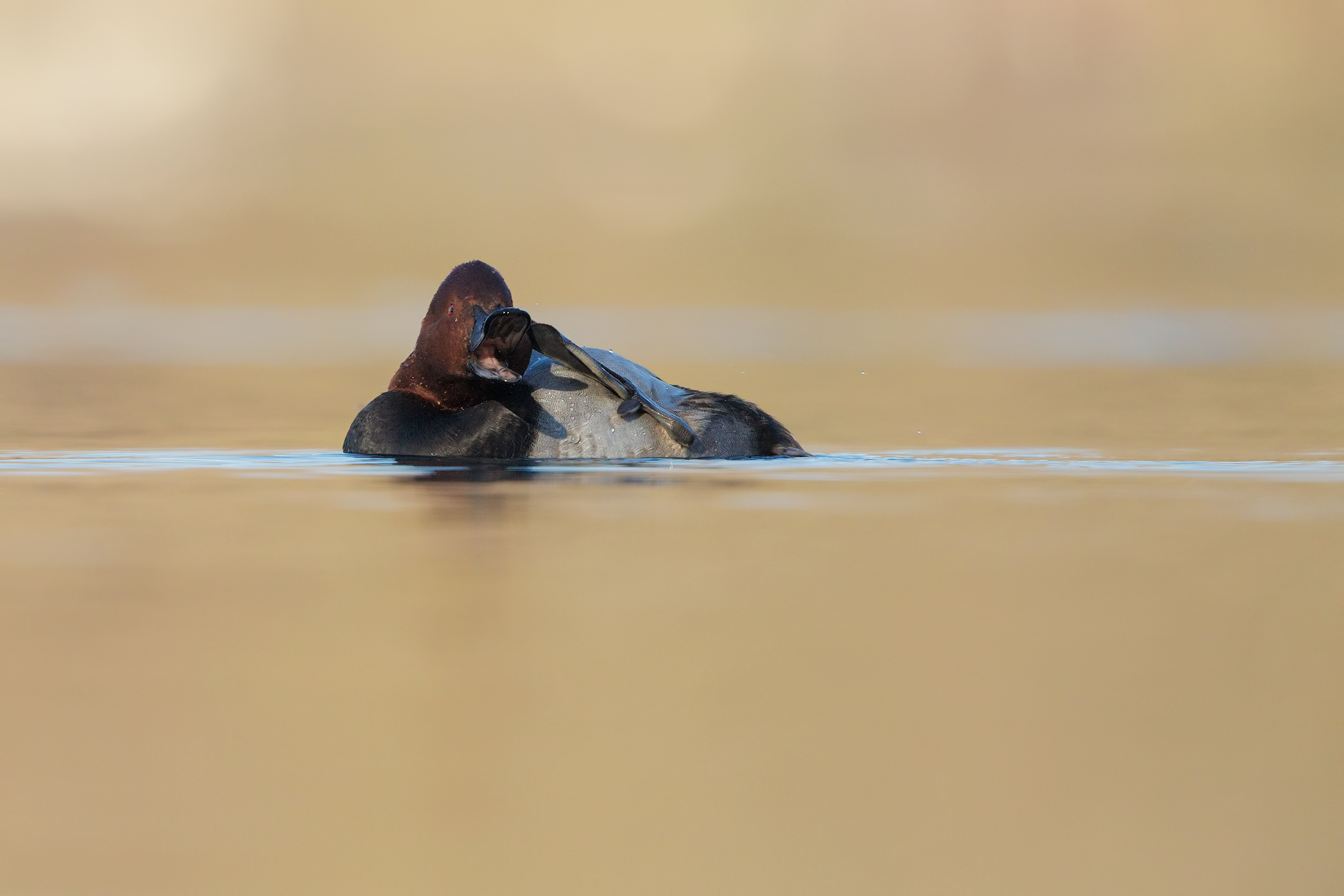 Pochard...