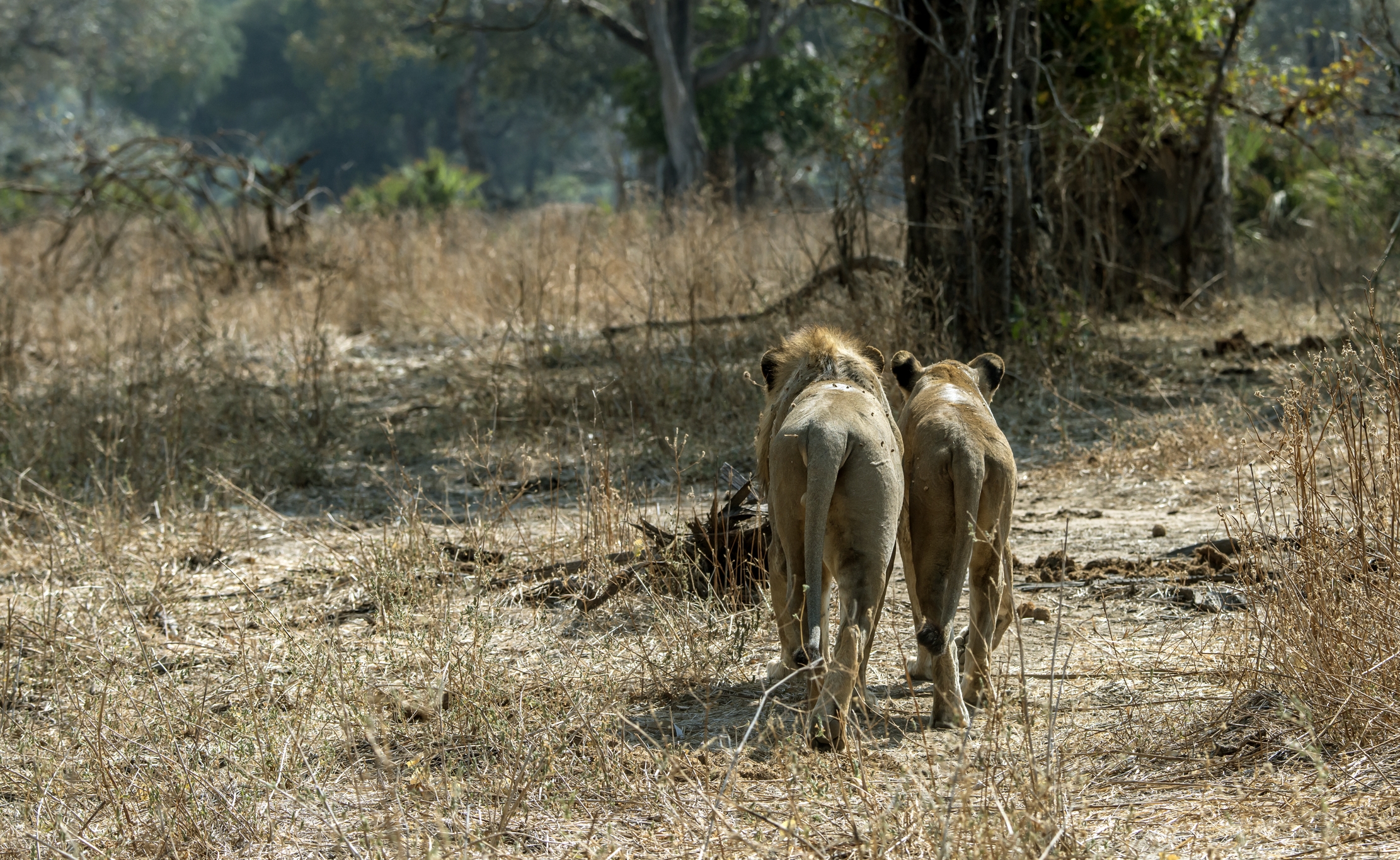 Zambia 2015 - The couple...