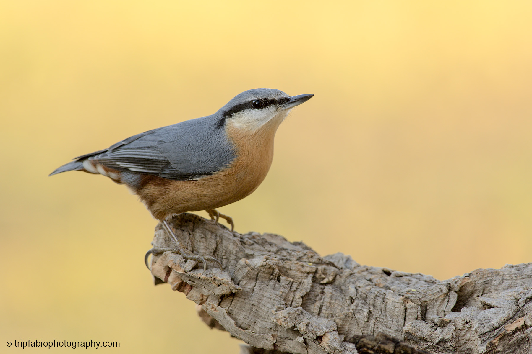 Nuthatch spiteful !!...