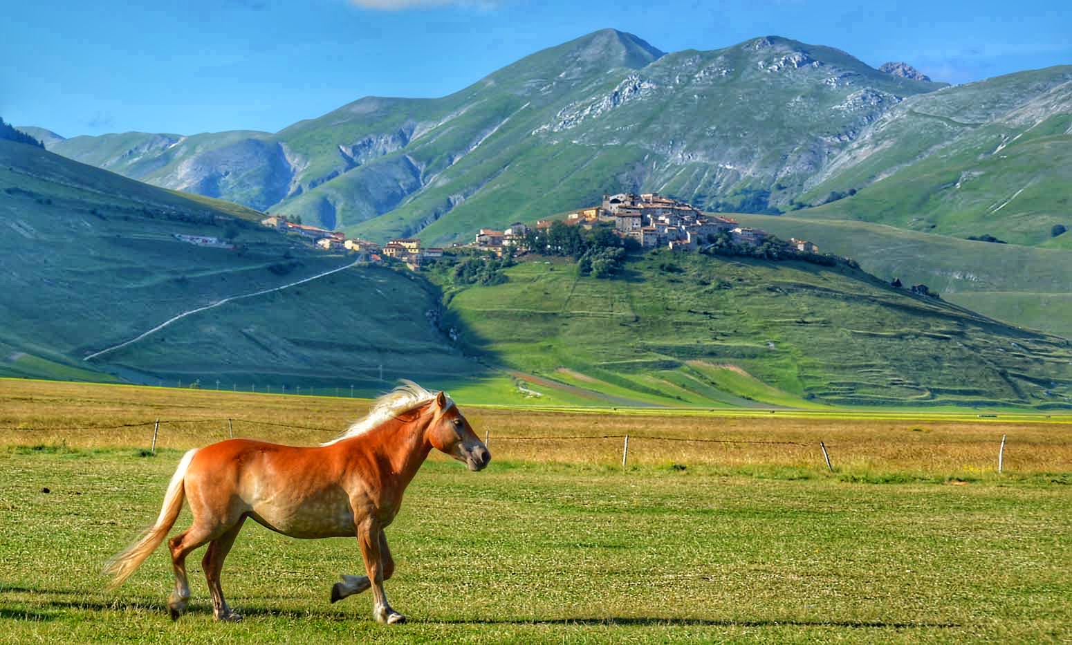 A lonely horse core in the Plain of Castelluccio d...