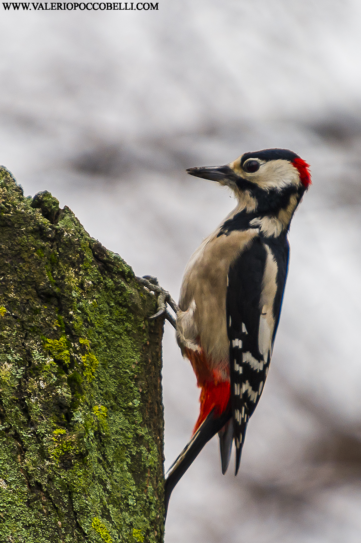 Spotted Woodpecker...