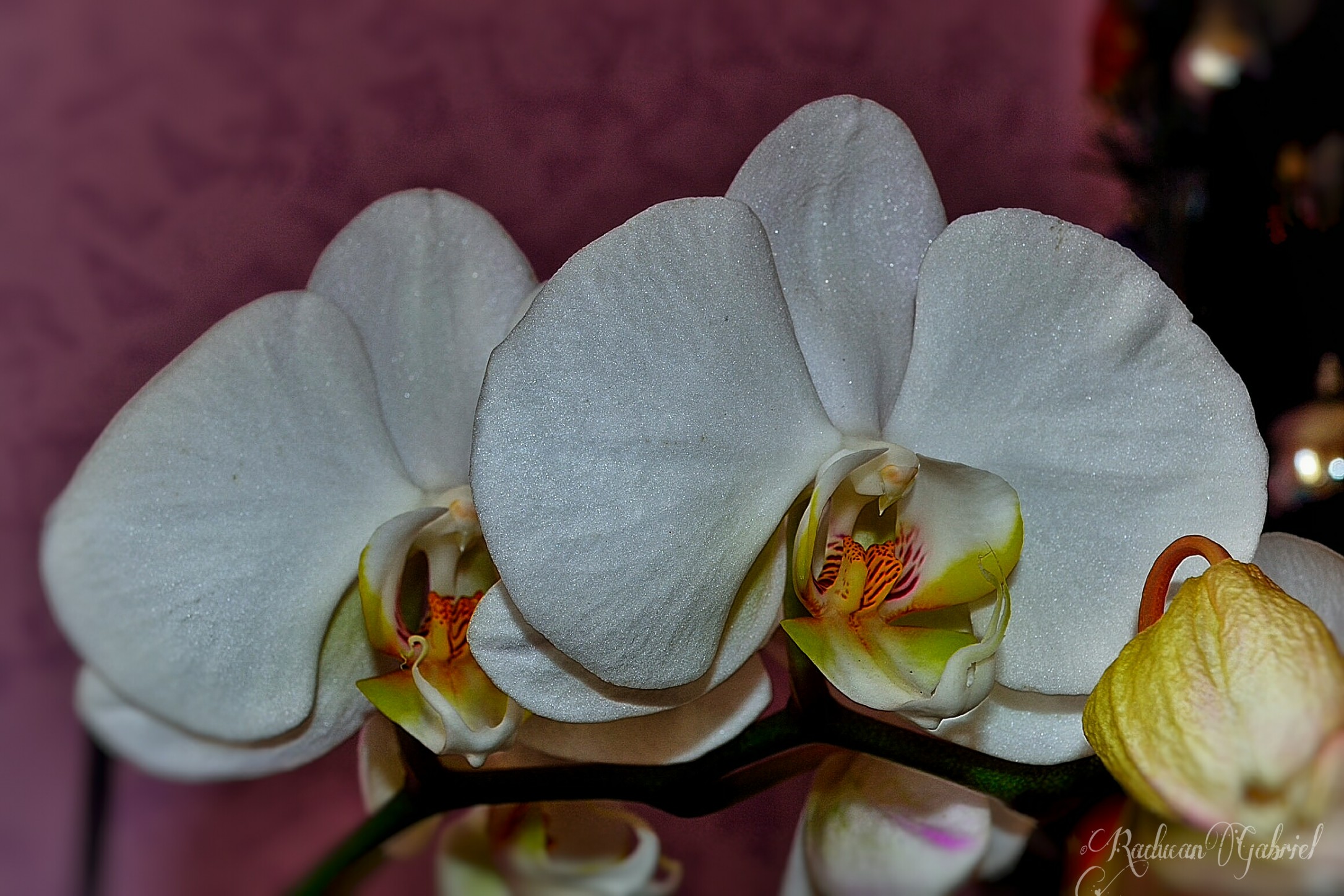 Orchids ......