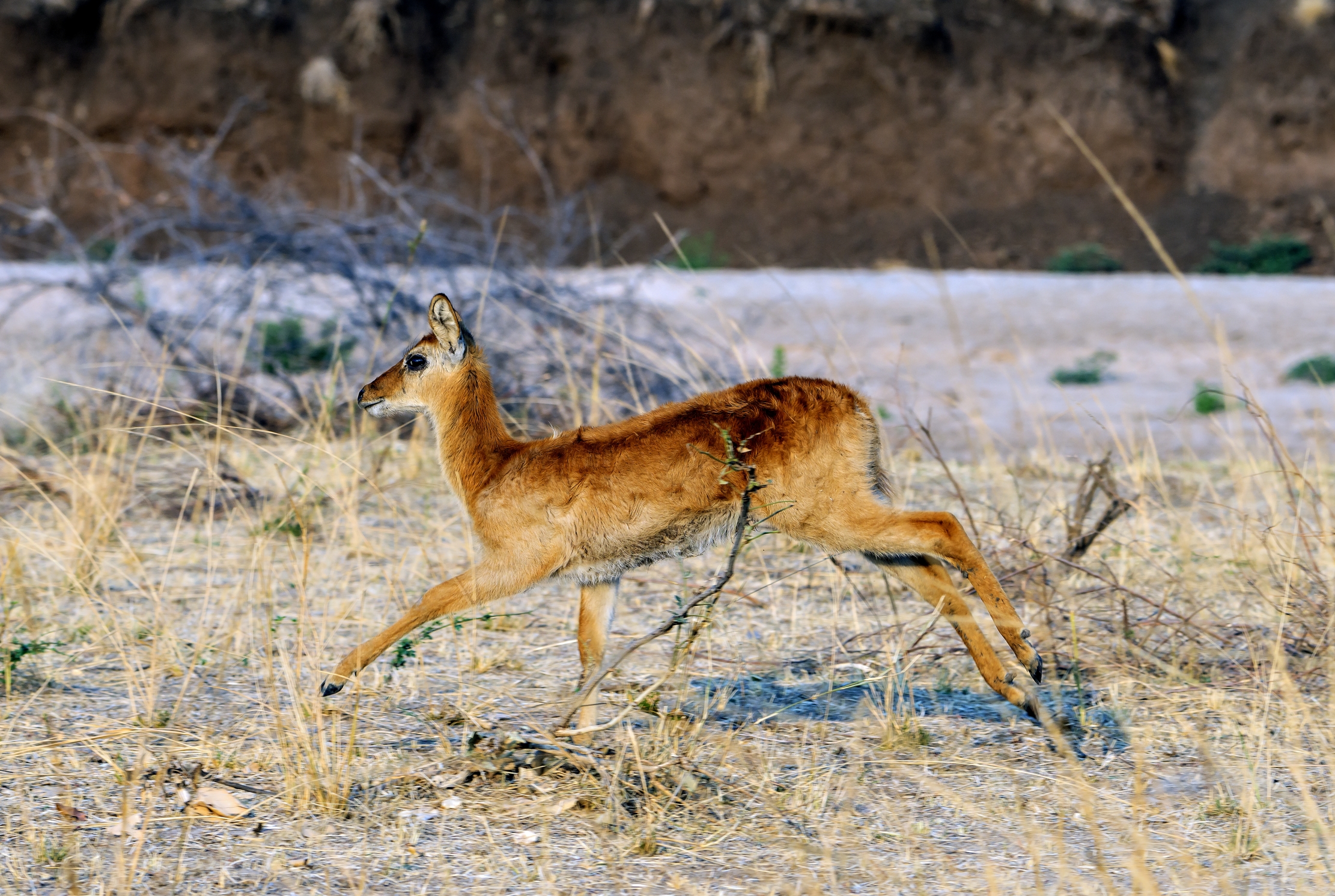 Zambia 2015 - Puku...