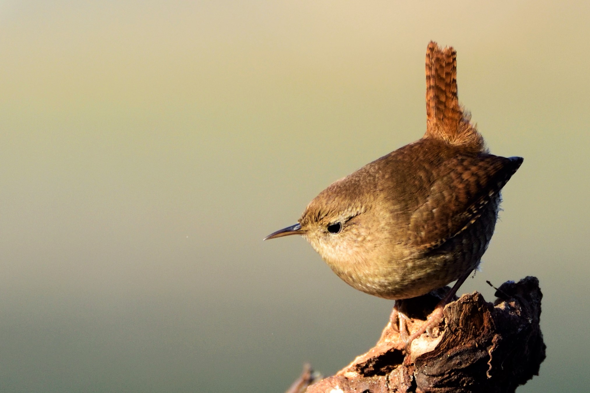 Wren 1...