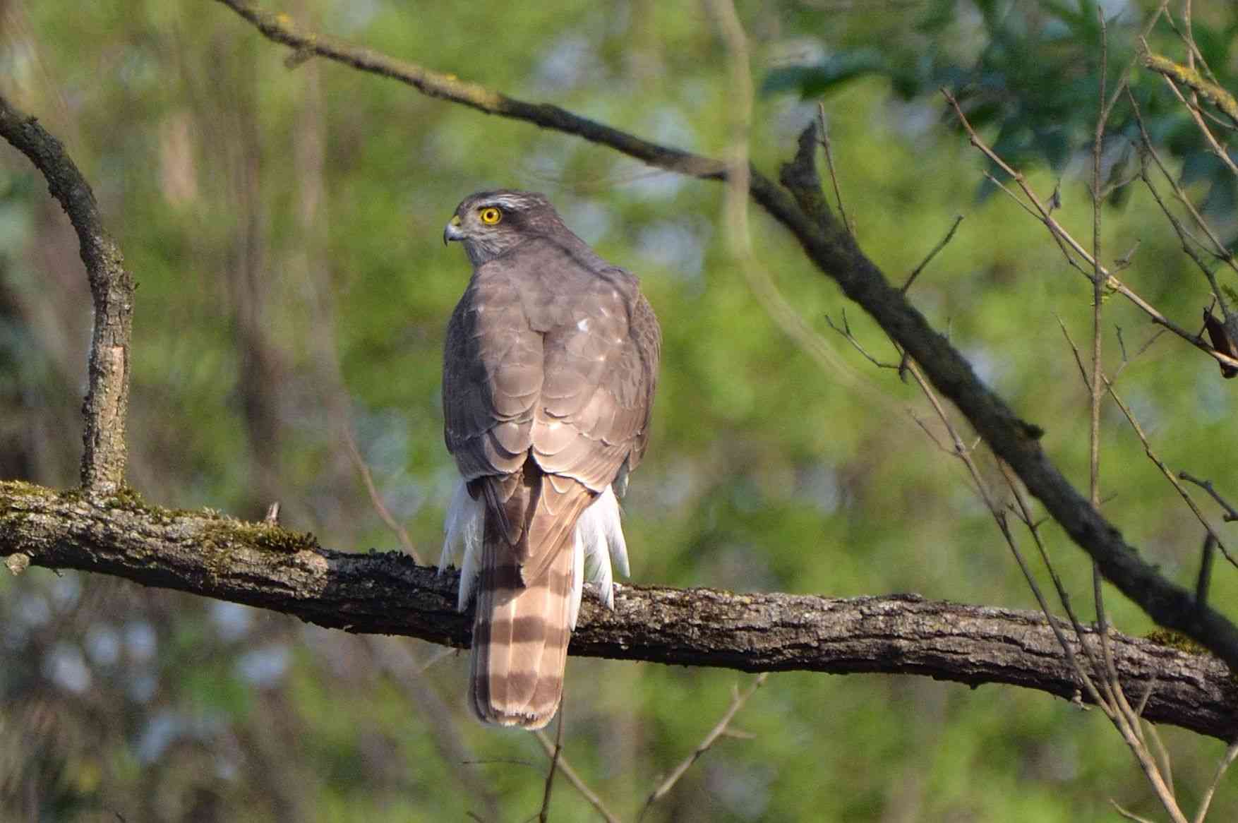 goshawk...