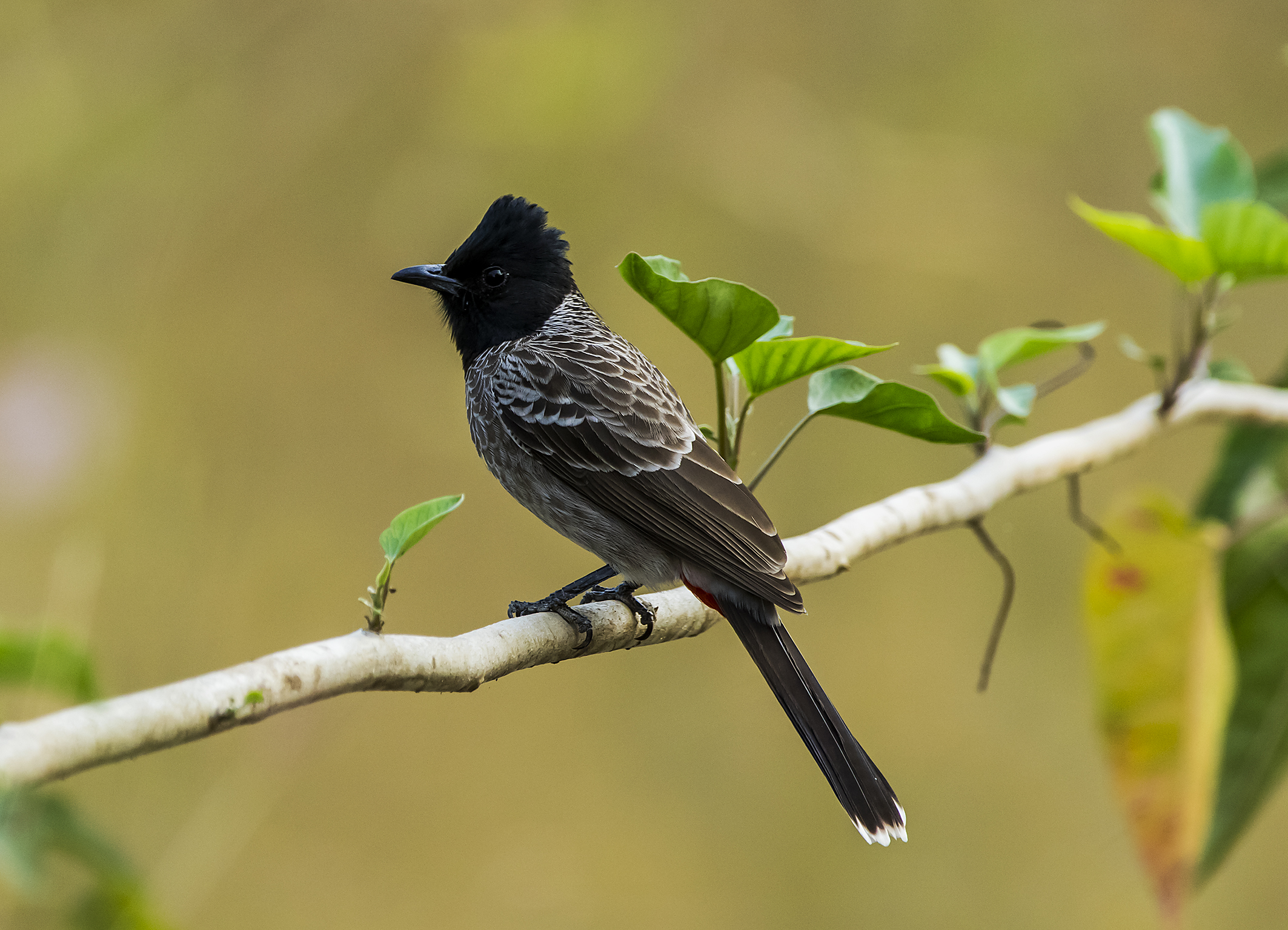 Red-vented bulbul (Pycnonotus cafer)...
