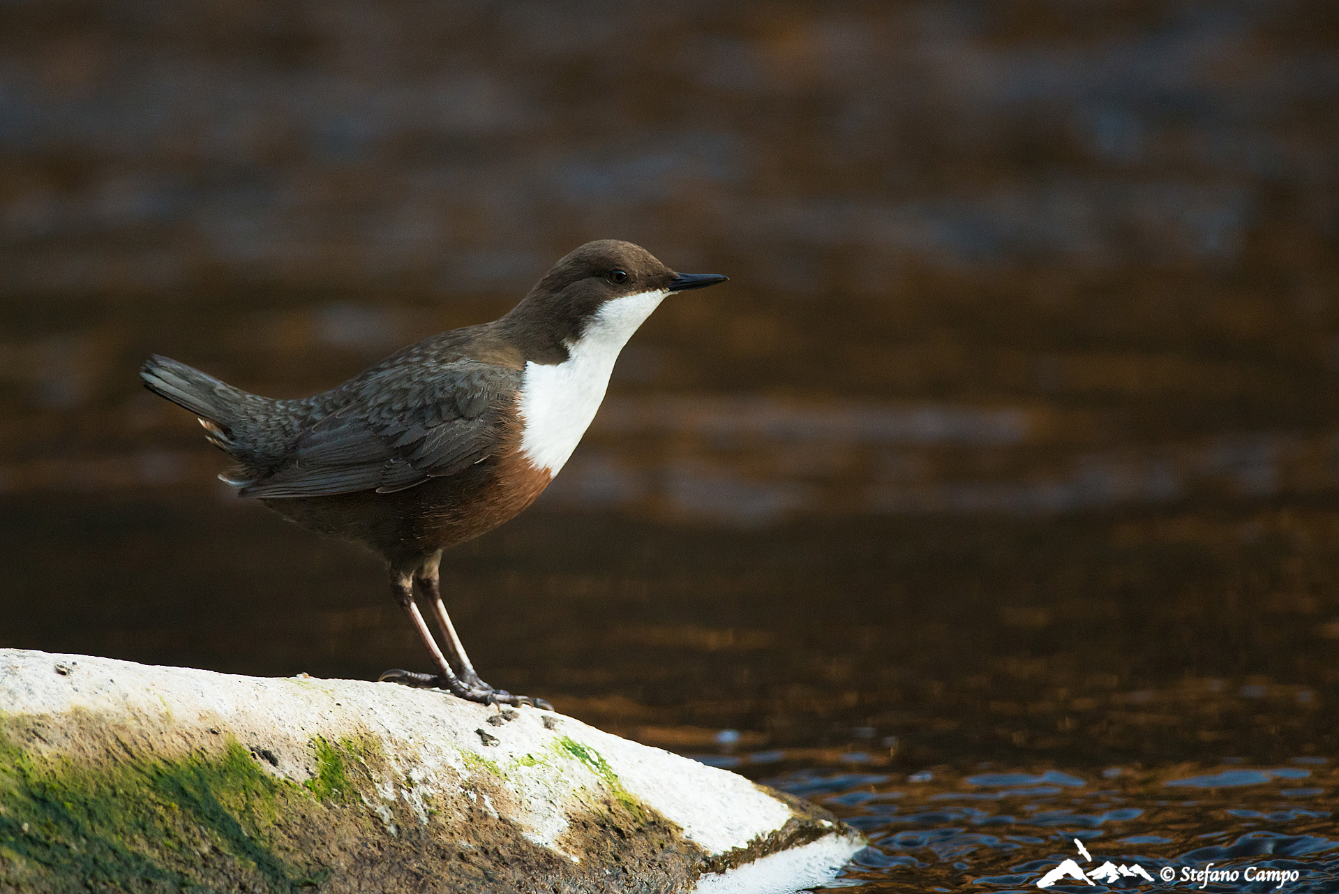 Dipper...