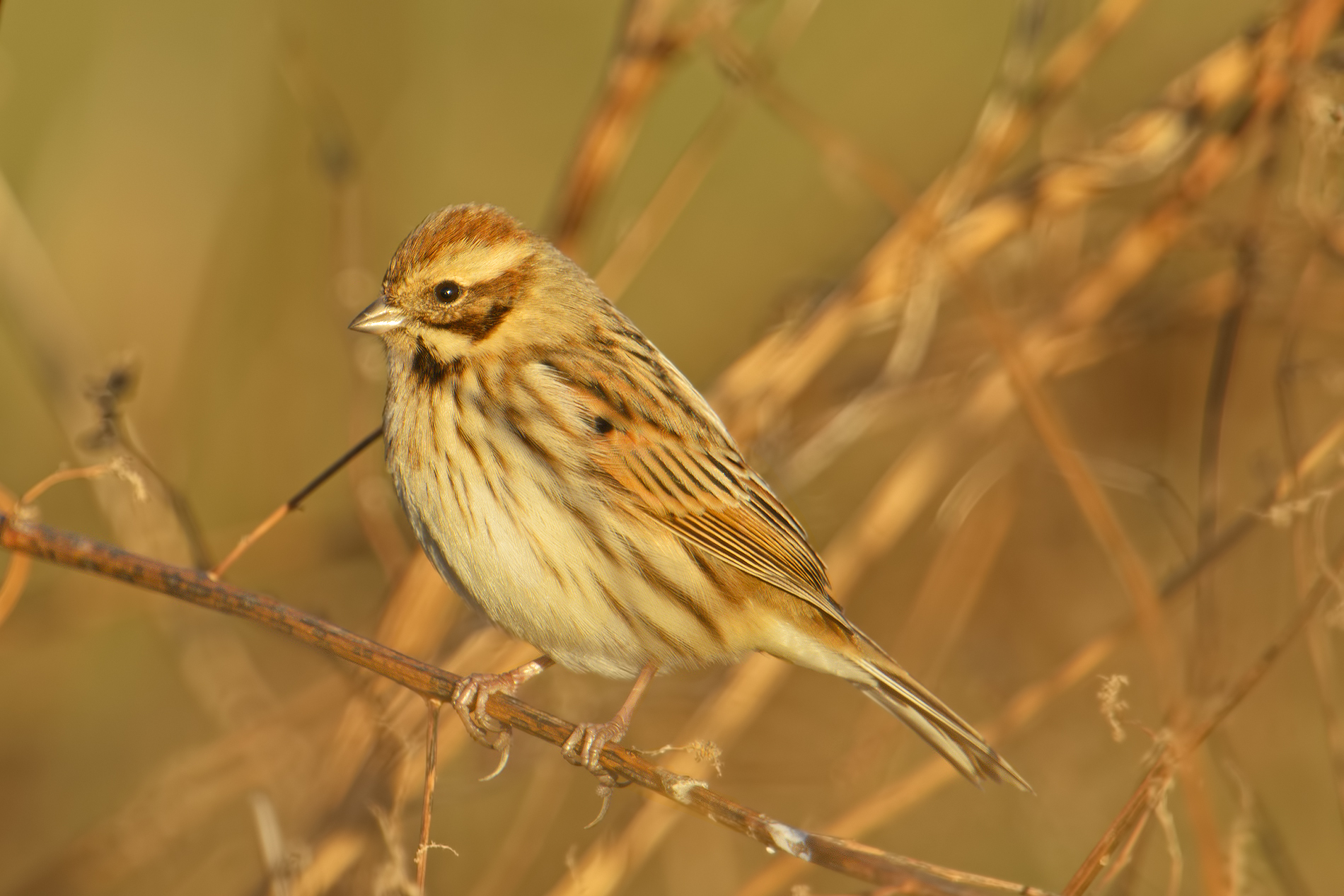 Reed Bunting...