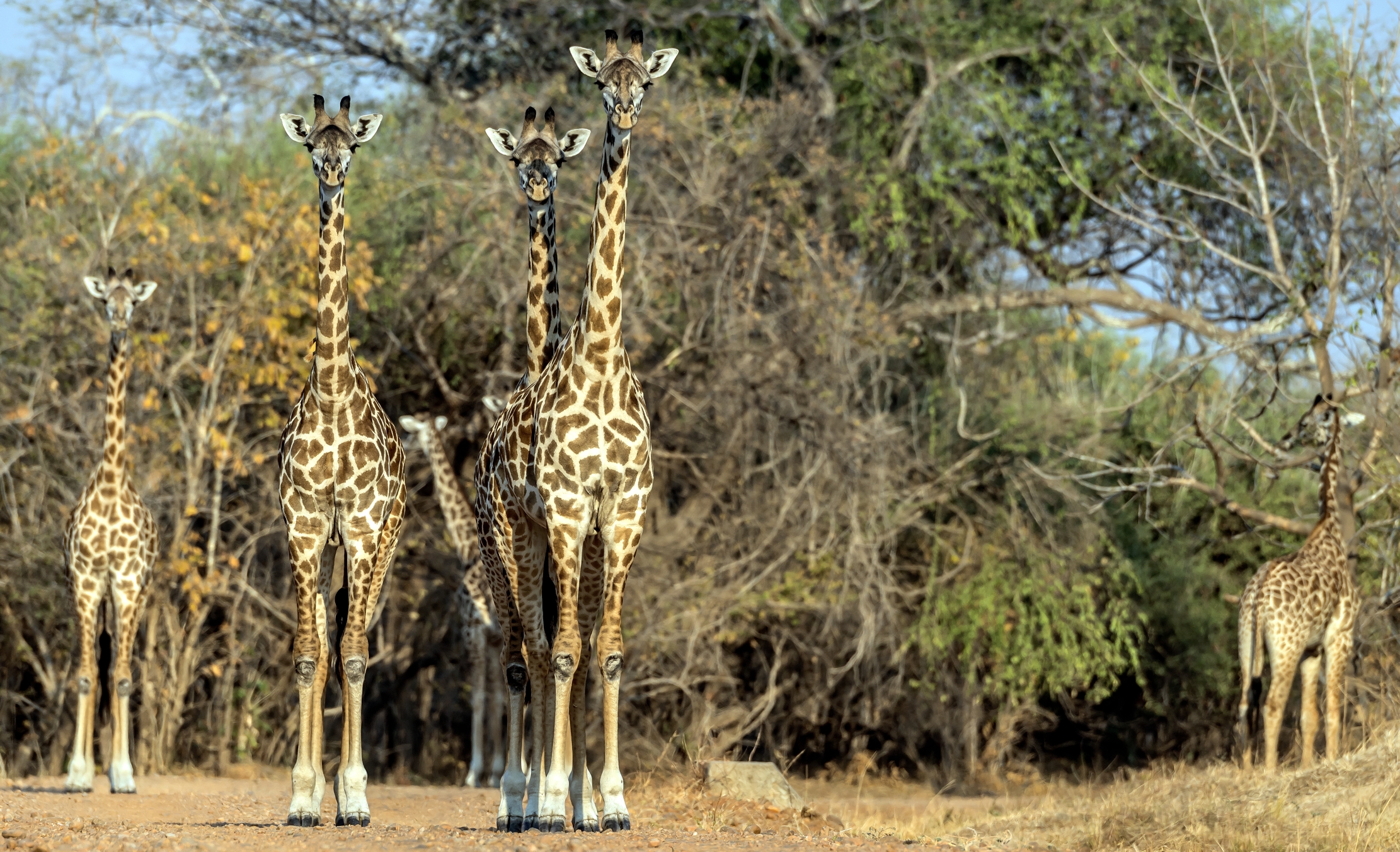 Zambia 2015 - Giraffe...