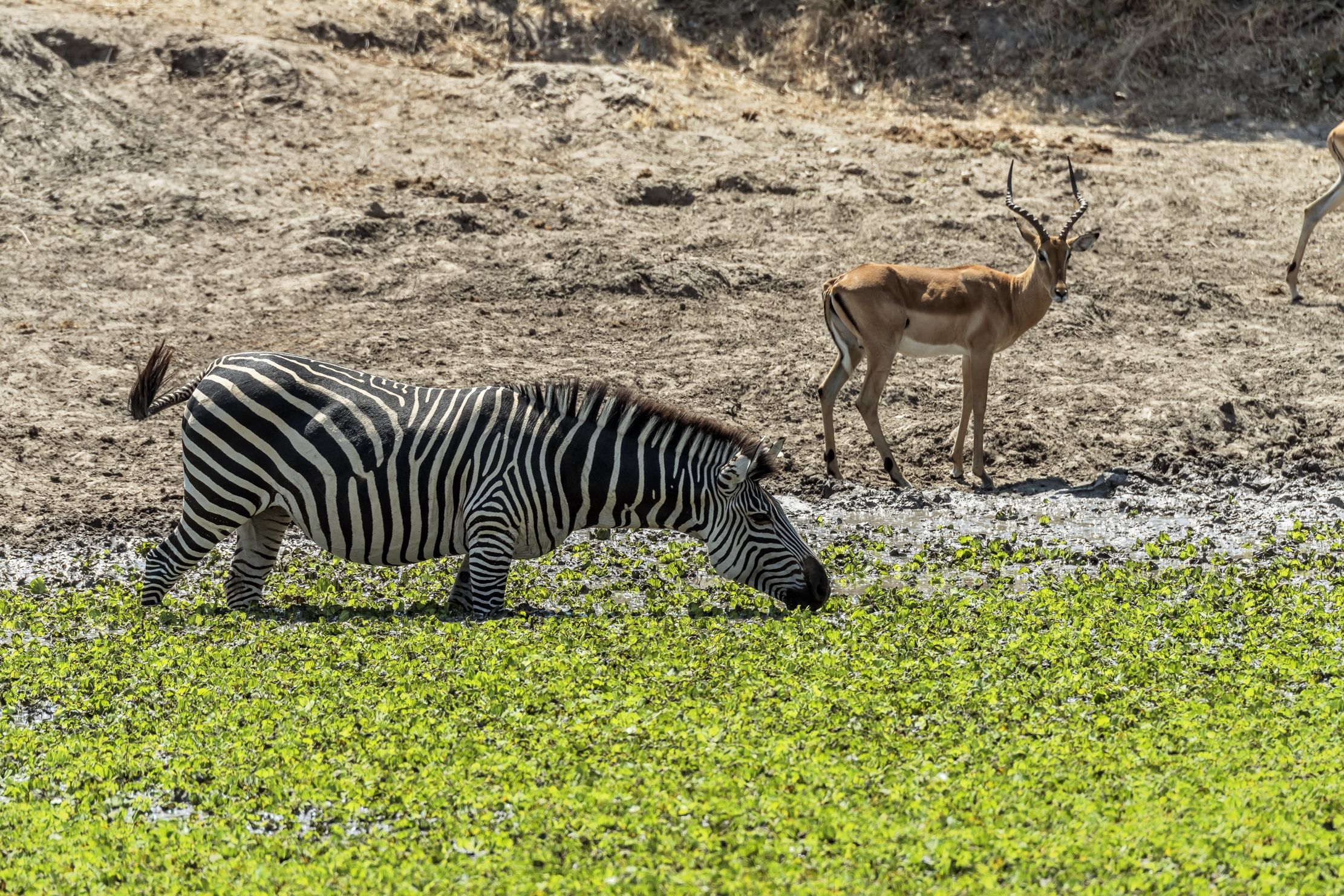 Zambia 2015 - Water troughs...