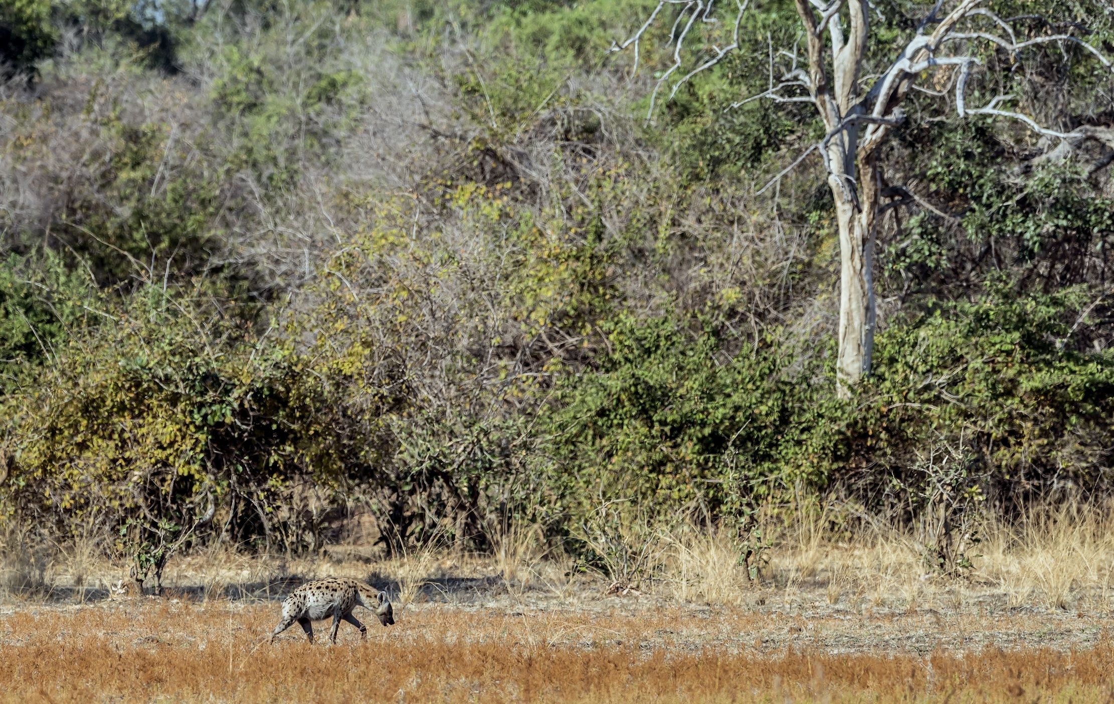 Zambia 2015 - Hyena...