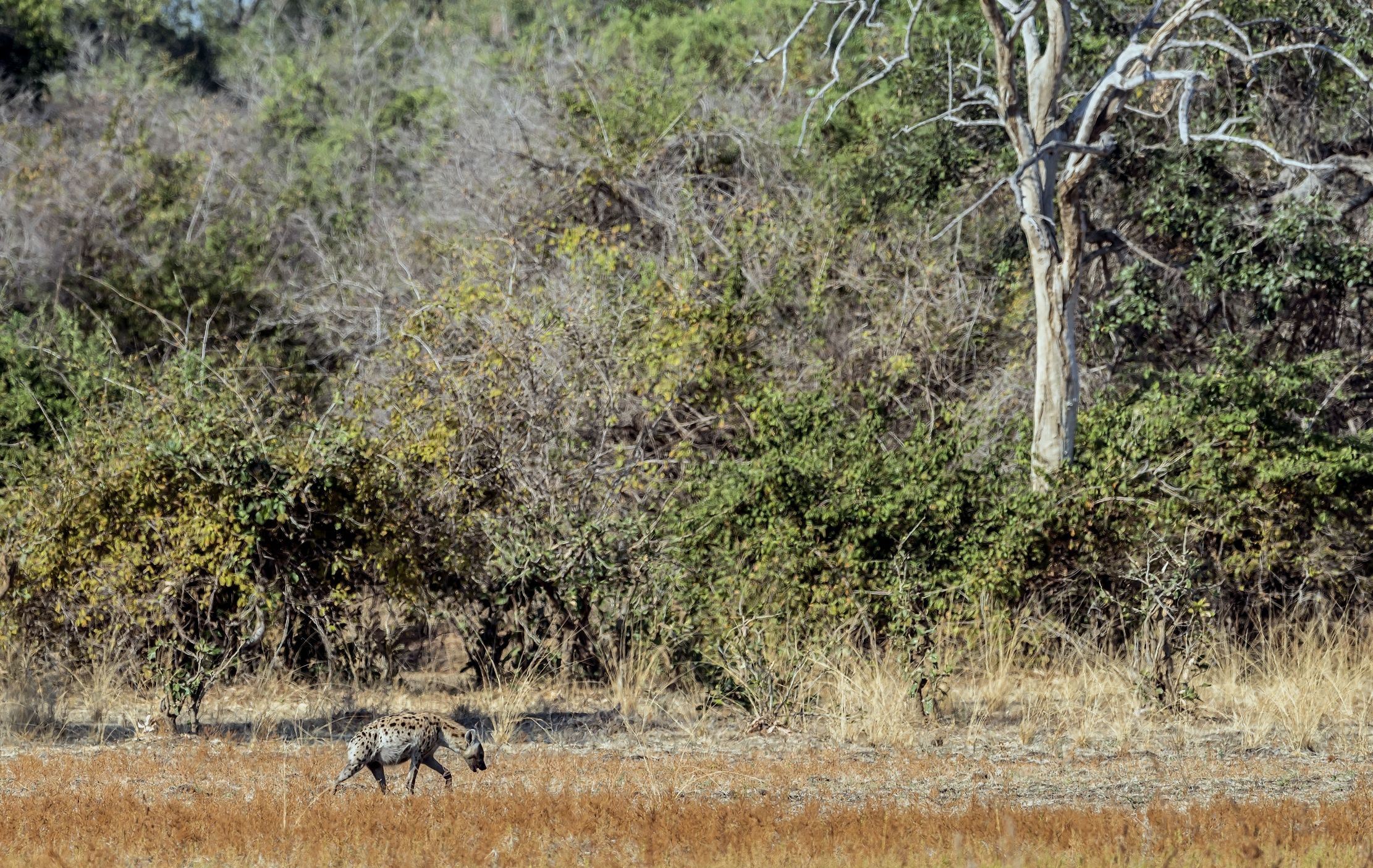 Zambia 2015 - Iena...