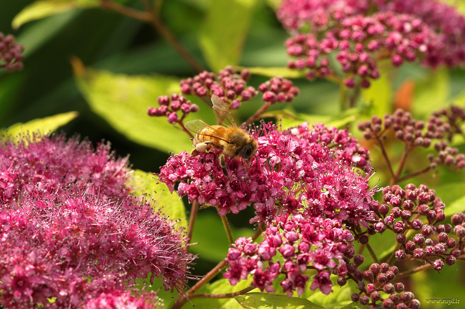The spirea and working - 1...