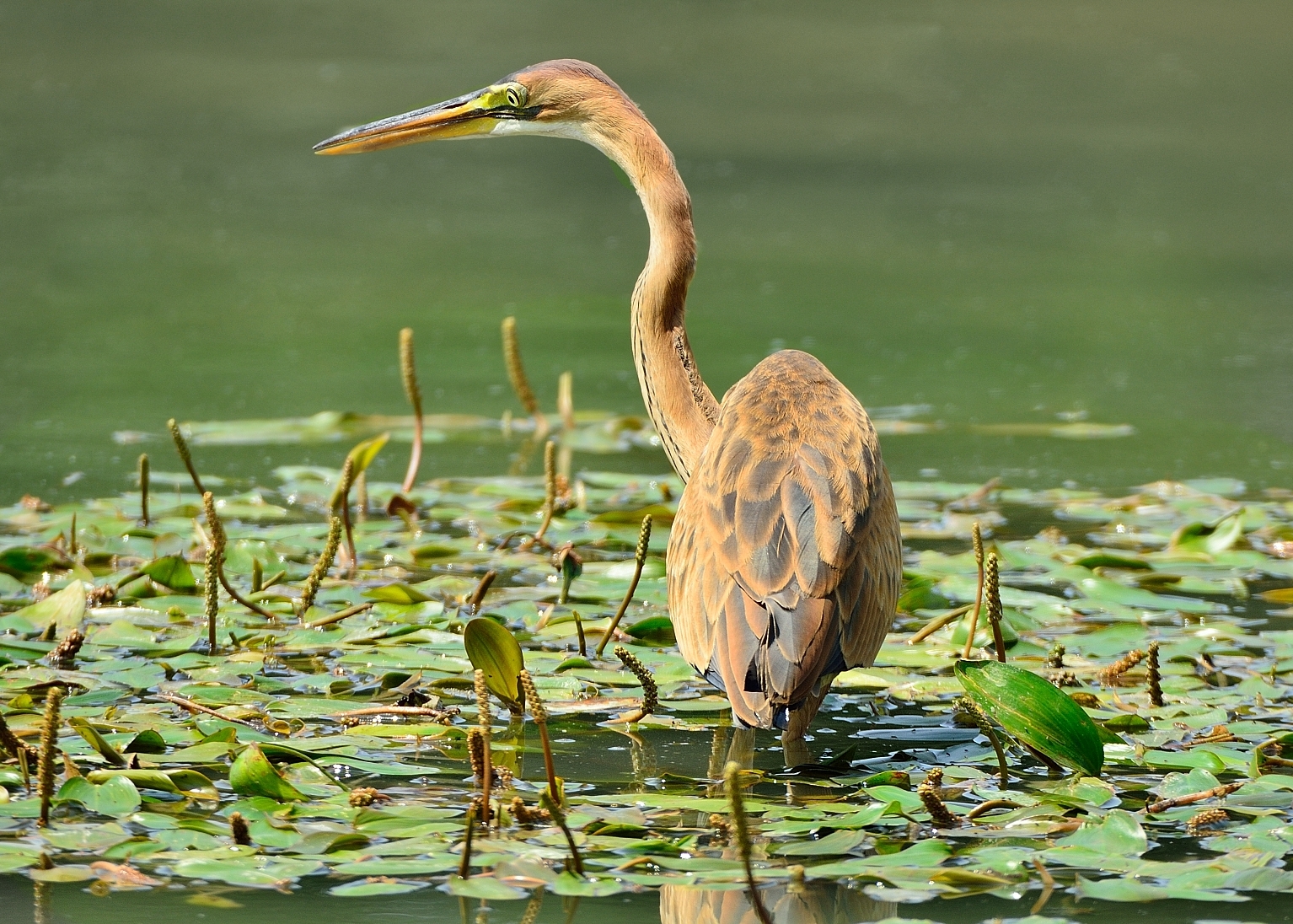 Purple Heron (Ardea purpurea)...