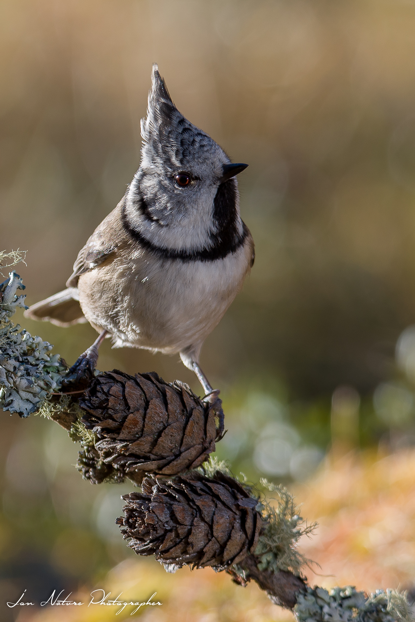 Crested Tit...