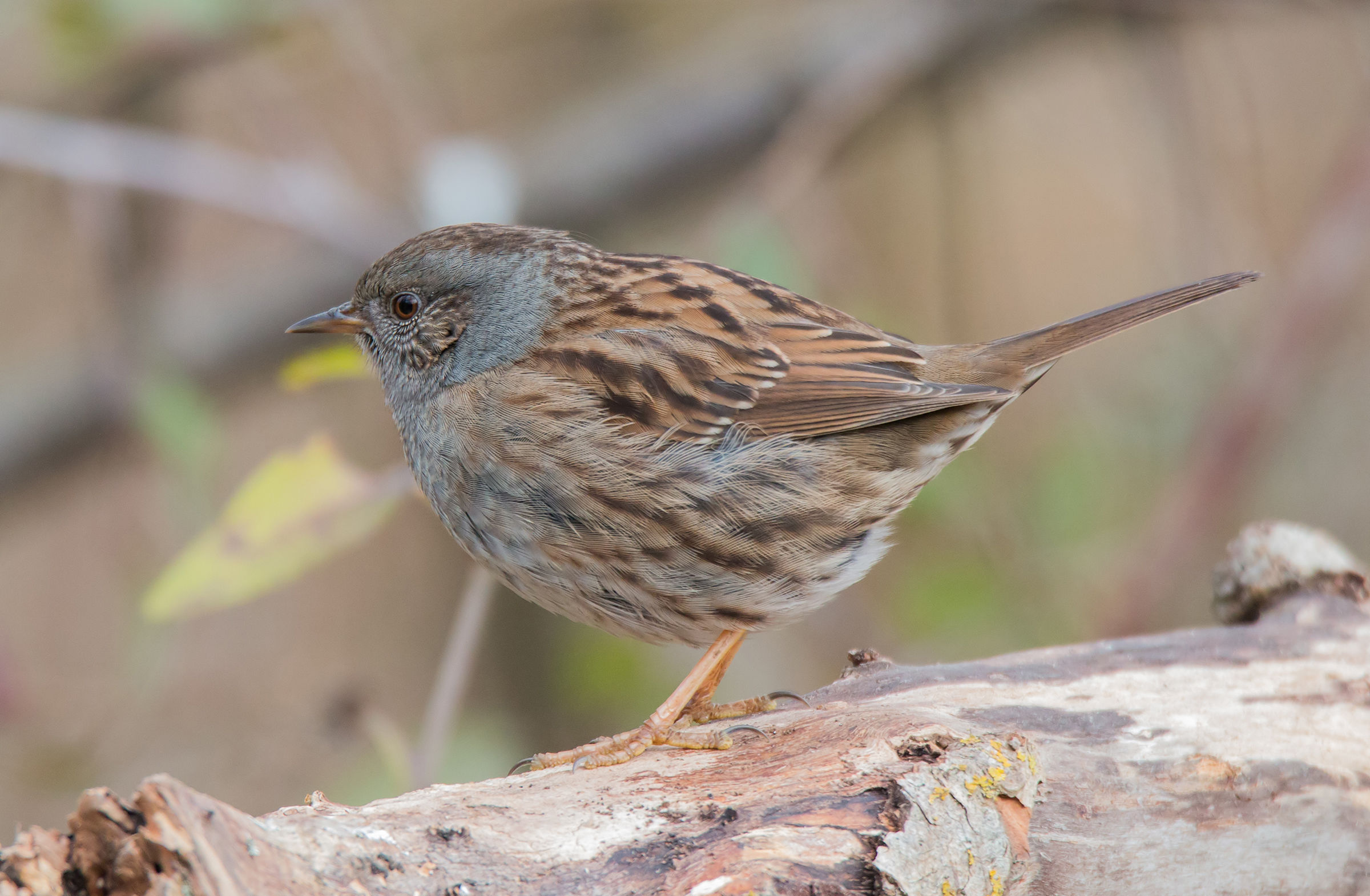 Dunnock...