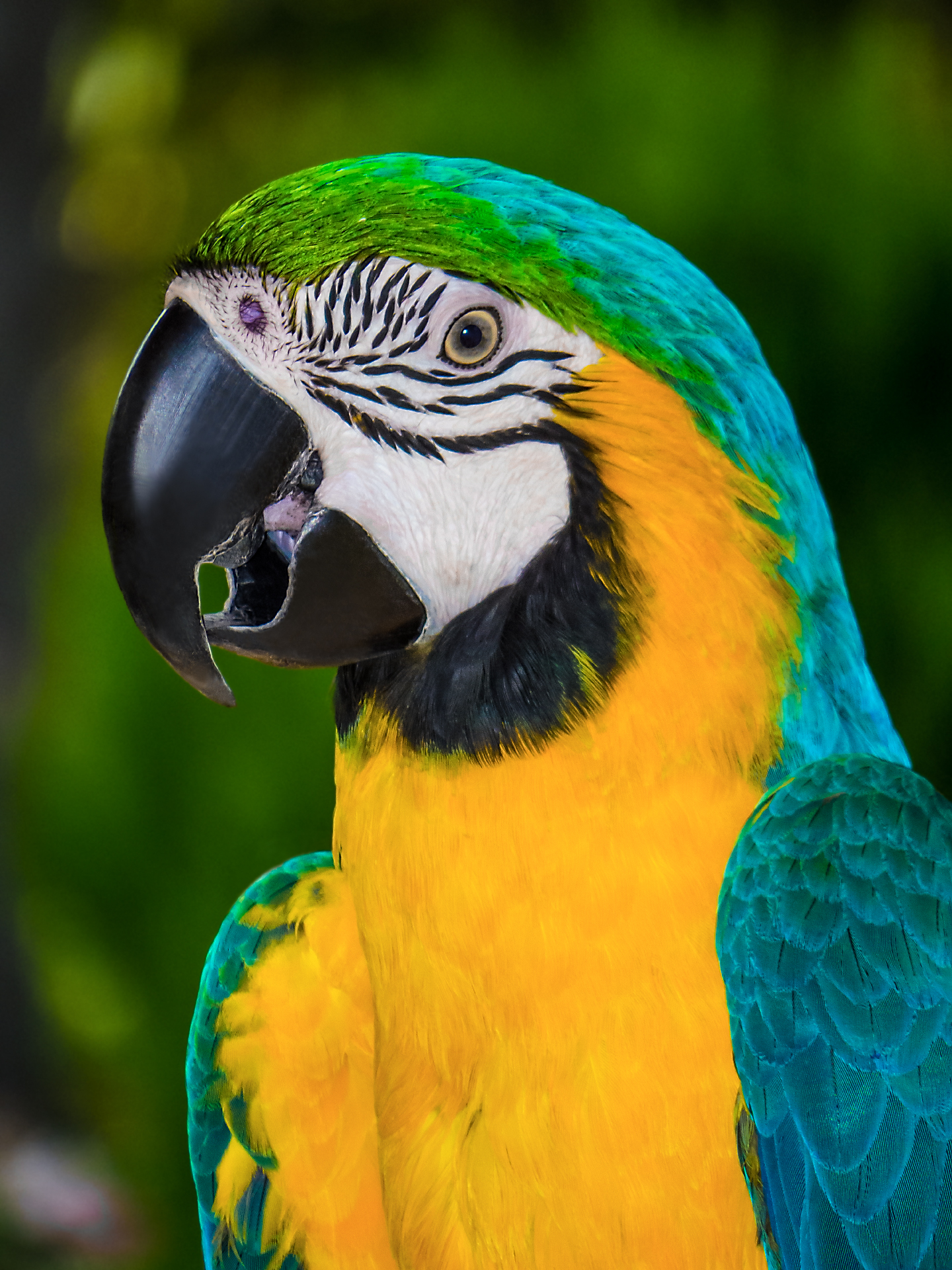 Blue-and-yellow macaw...