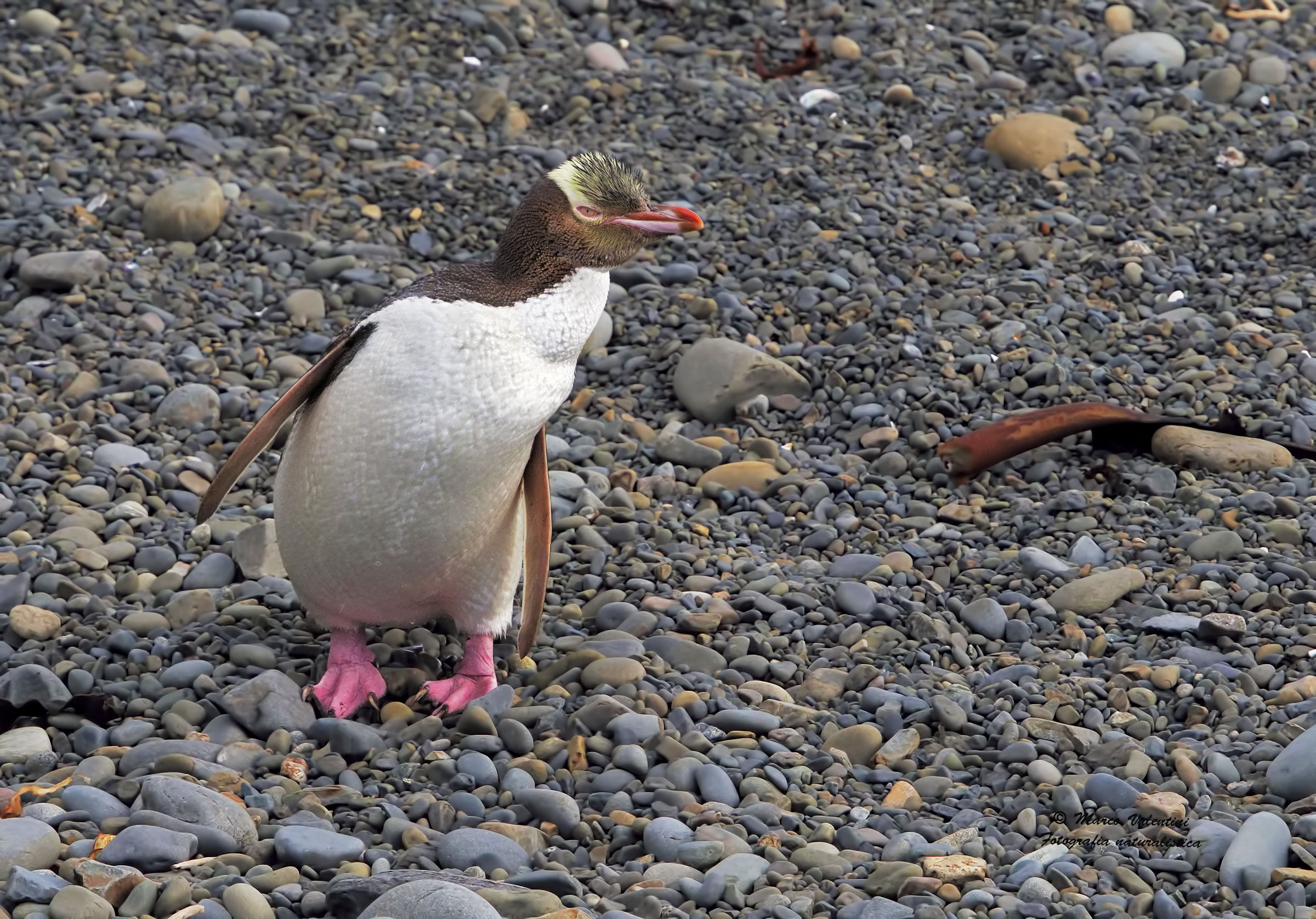 Penguin antipodean...