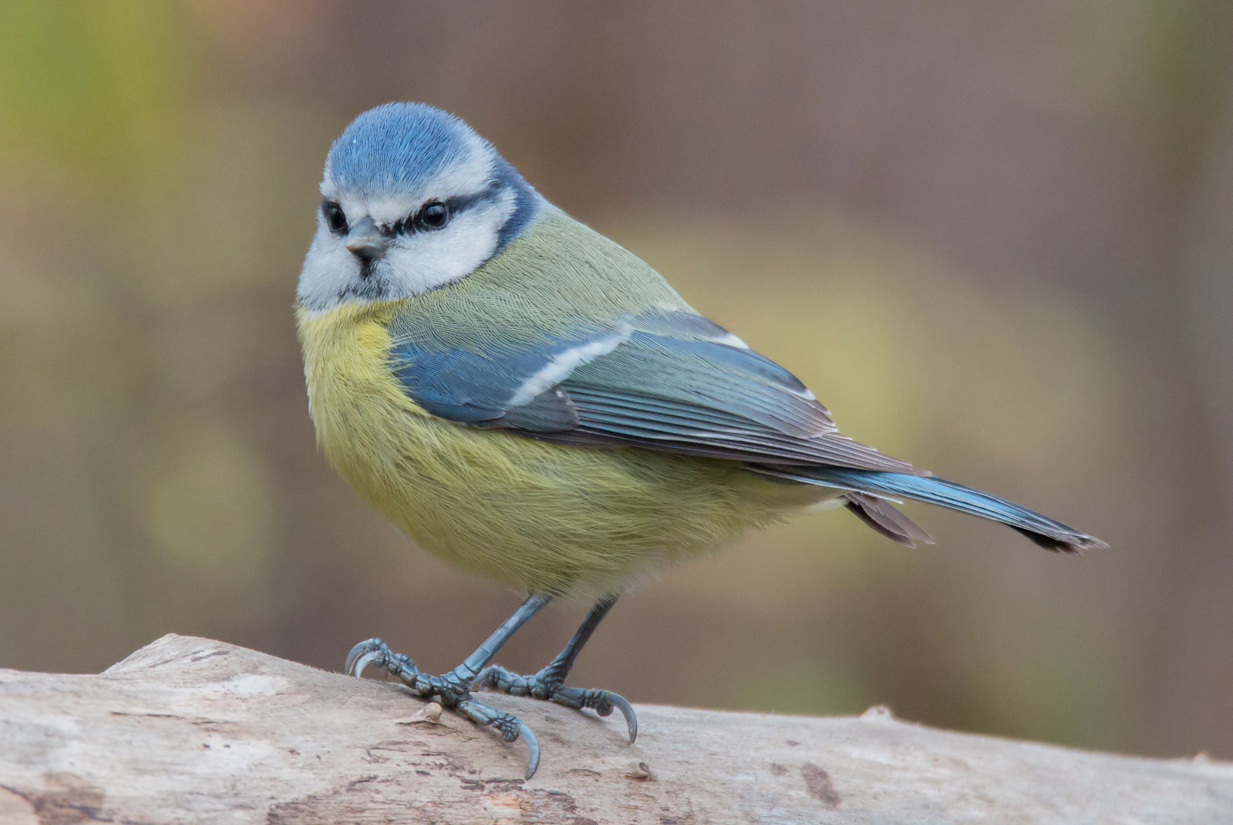 Observed by a blue tit...