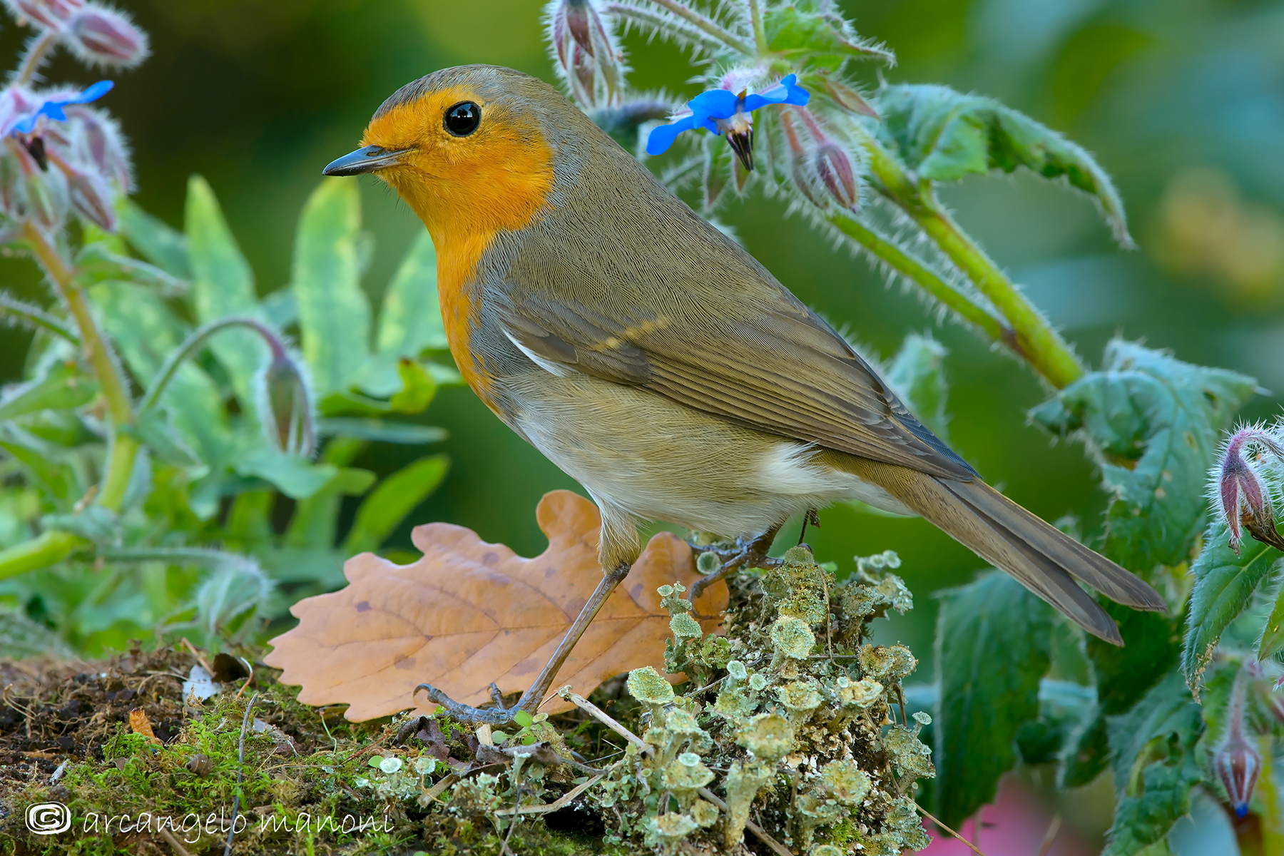 Robin uncertain between the autumn and spring...