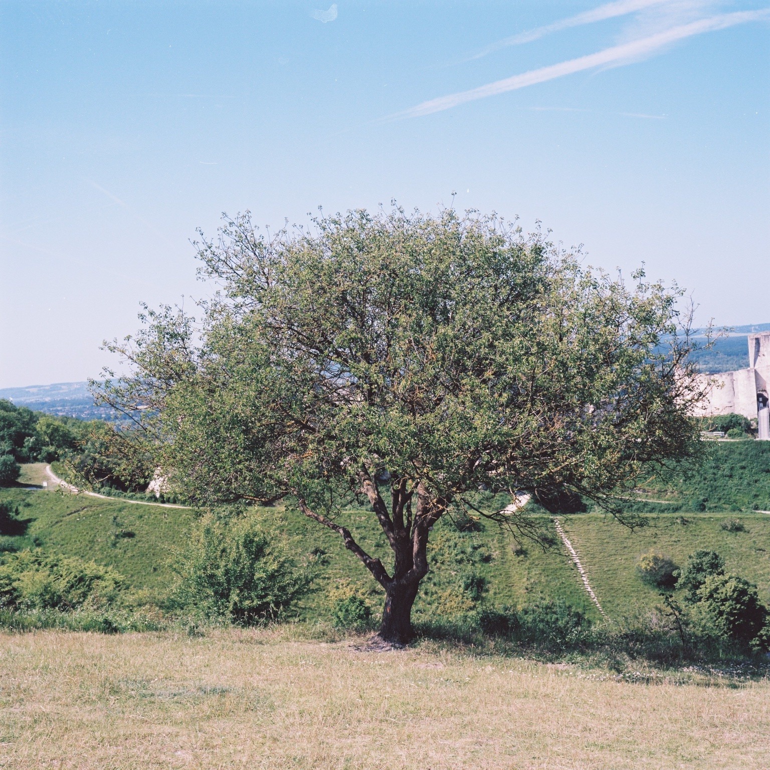 Albero_1...
