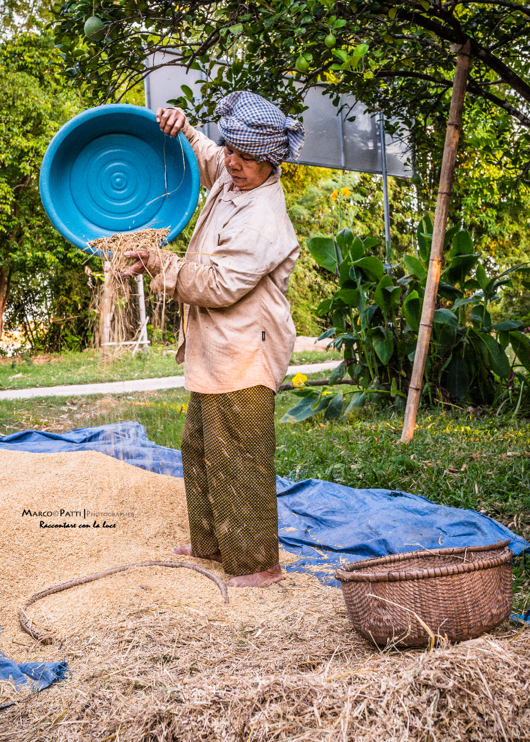 rice harvest in Koh Trong...