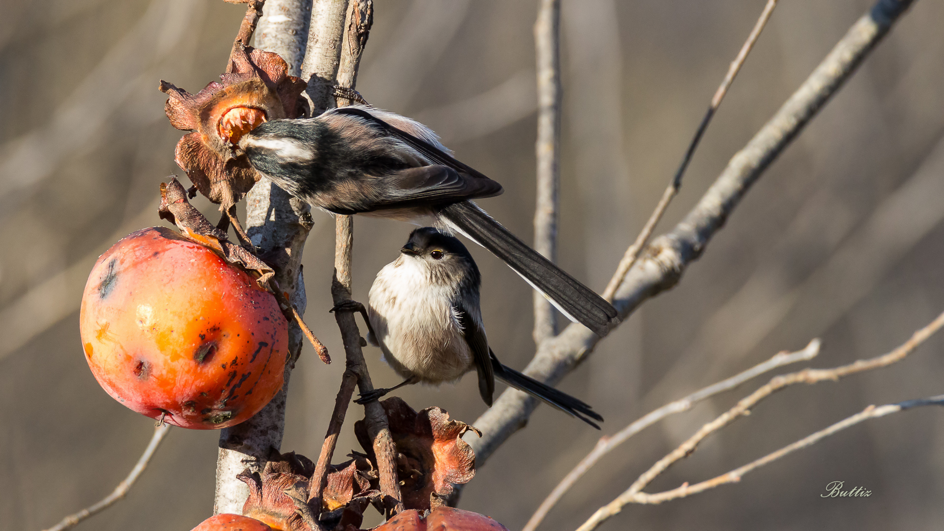 Long-tailed tits...