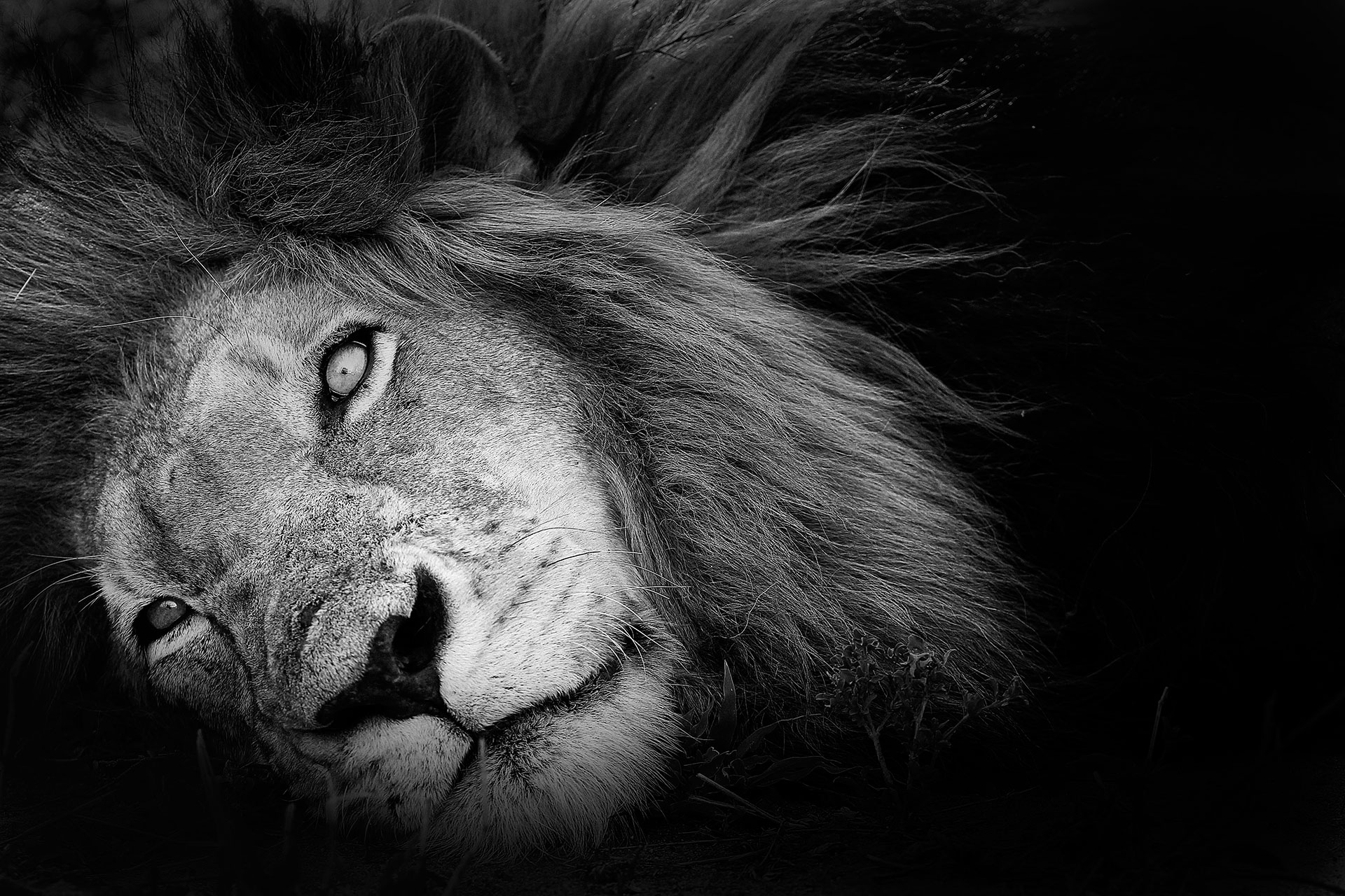 Lion...