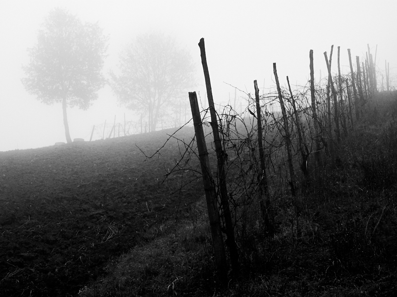 Fog in the Vineyard...