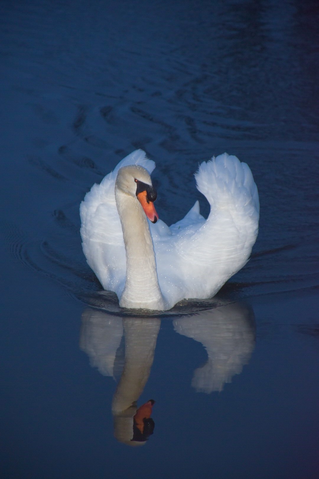 Swans 1...