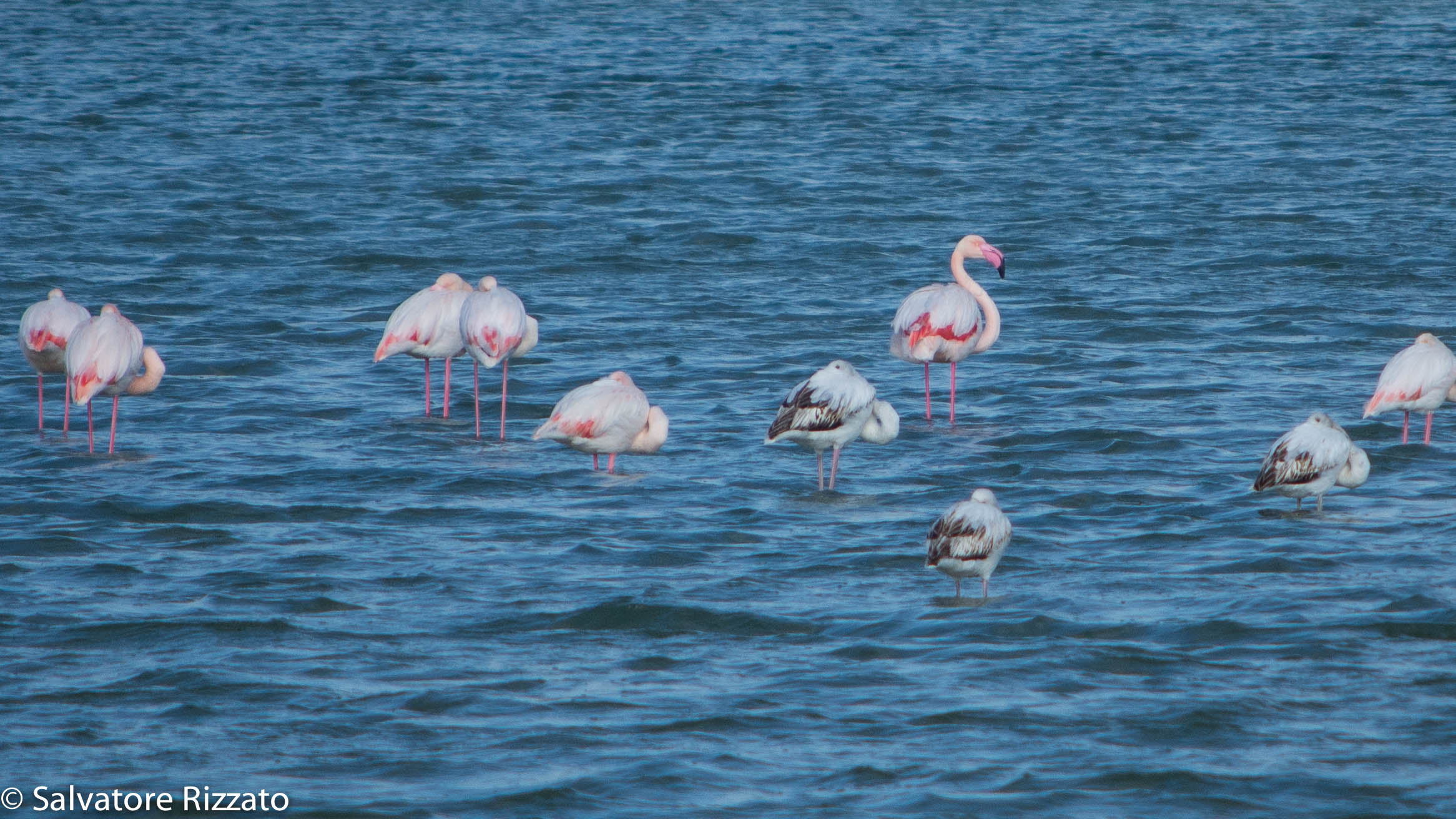 Pink flamingos...