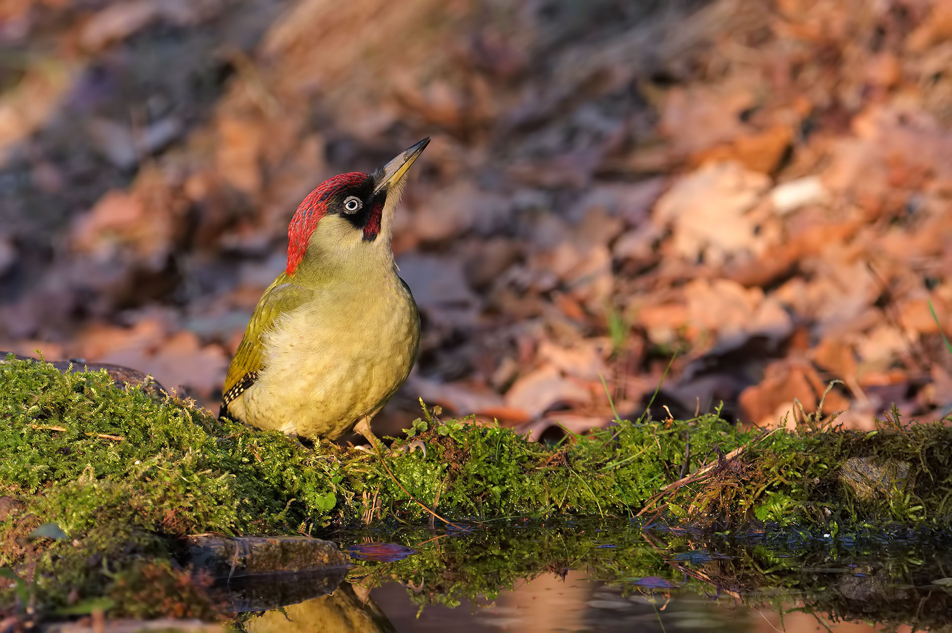 green woodpecker M....