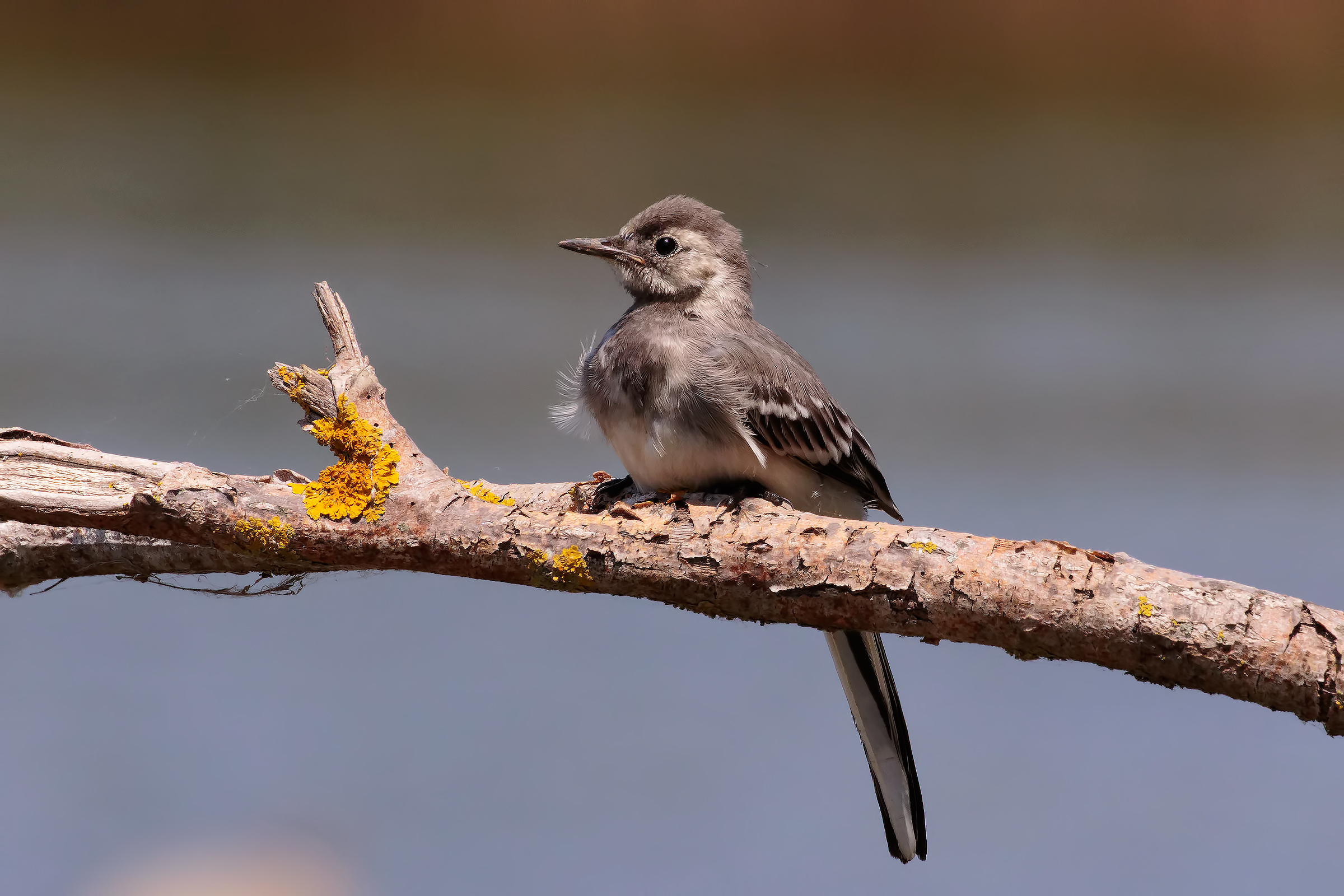 white wagtail...