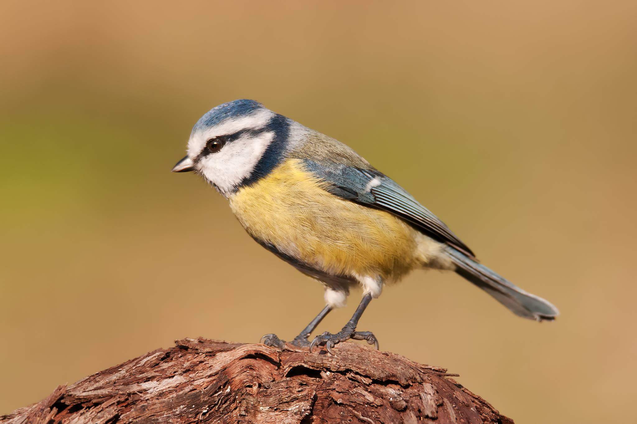 Cynistes caeruleus...