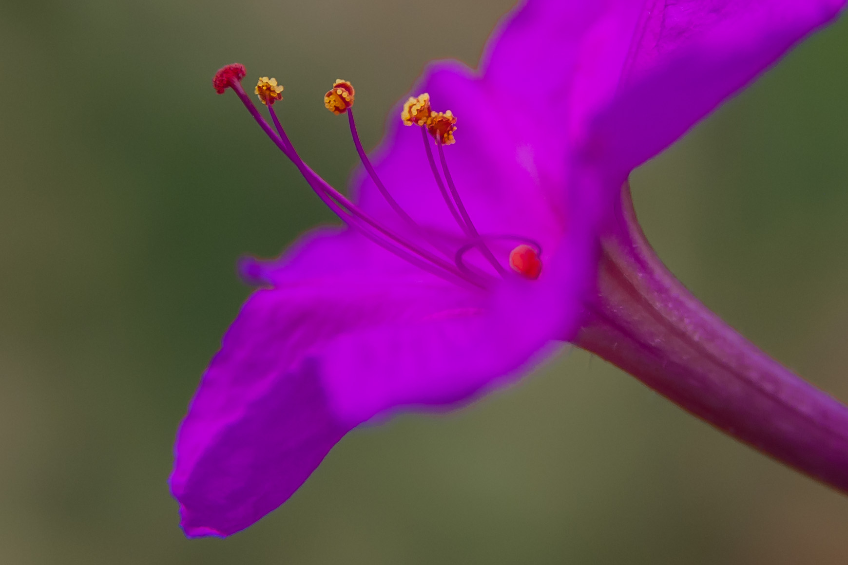 Fiorellino viola...