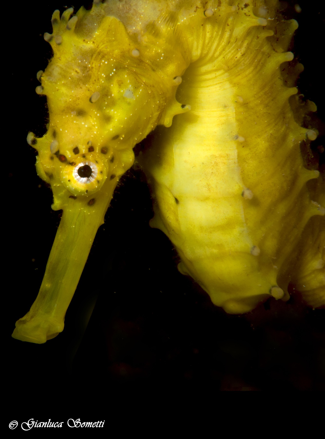 yellow seahorse...