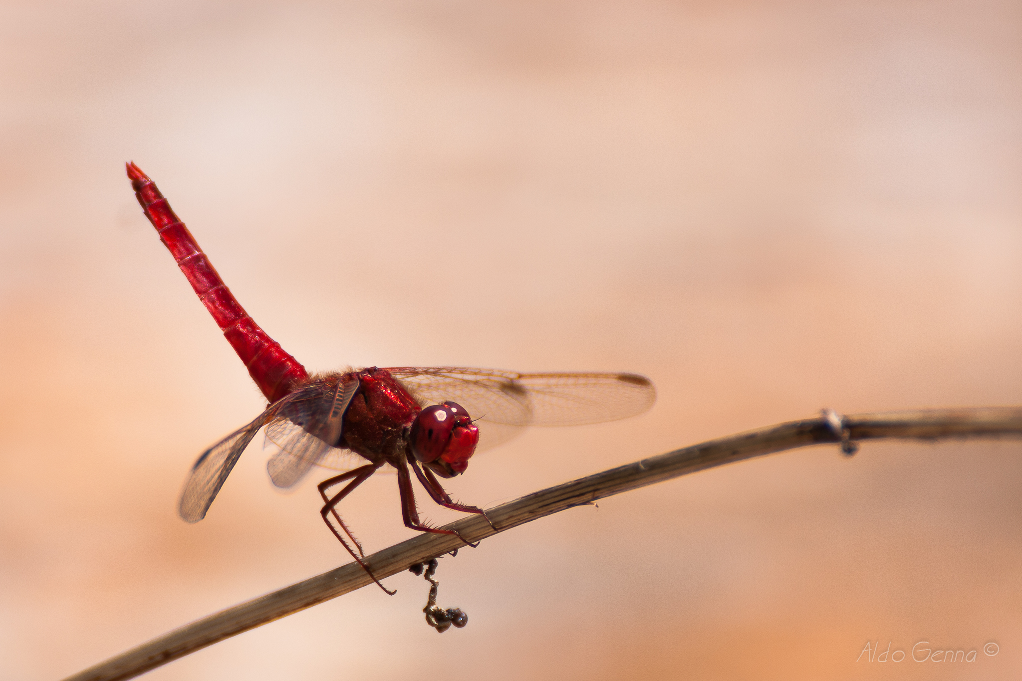 Red Dragonfly...