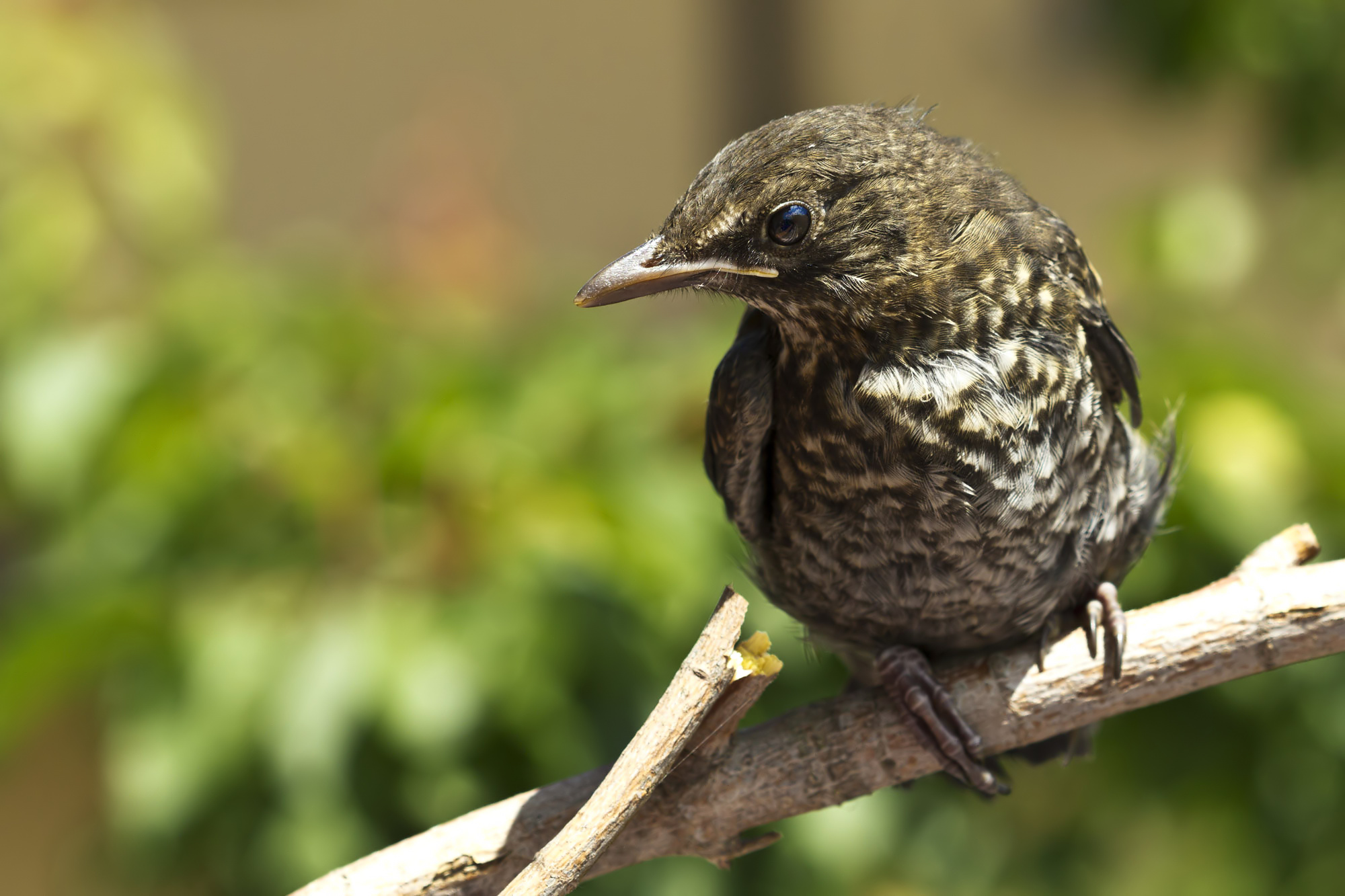young blackbird...