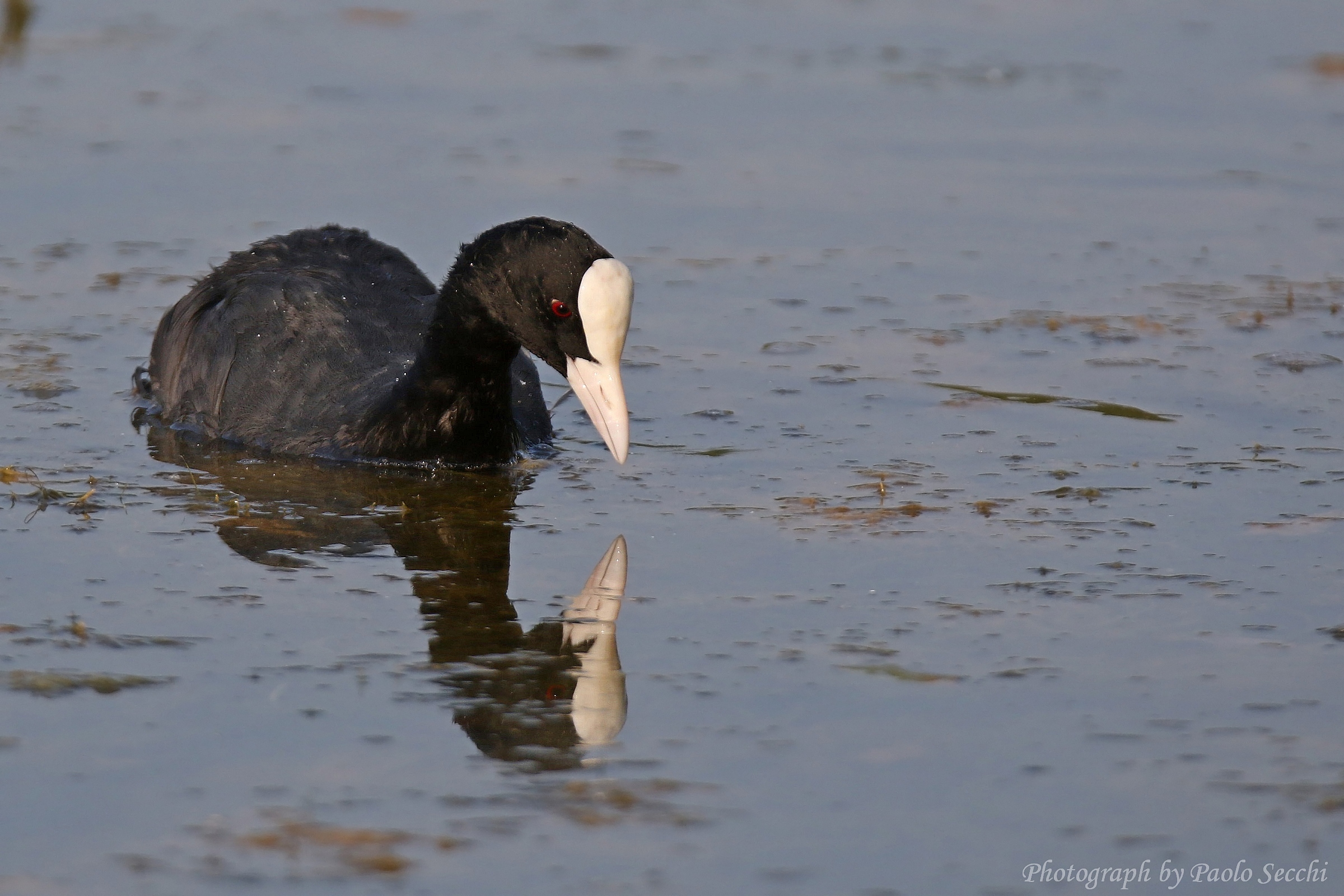 Reflections of a coot...