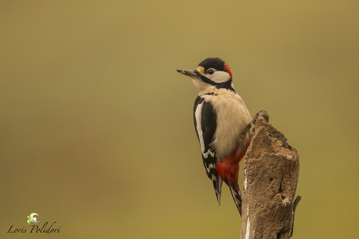 woodpecker...