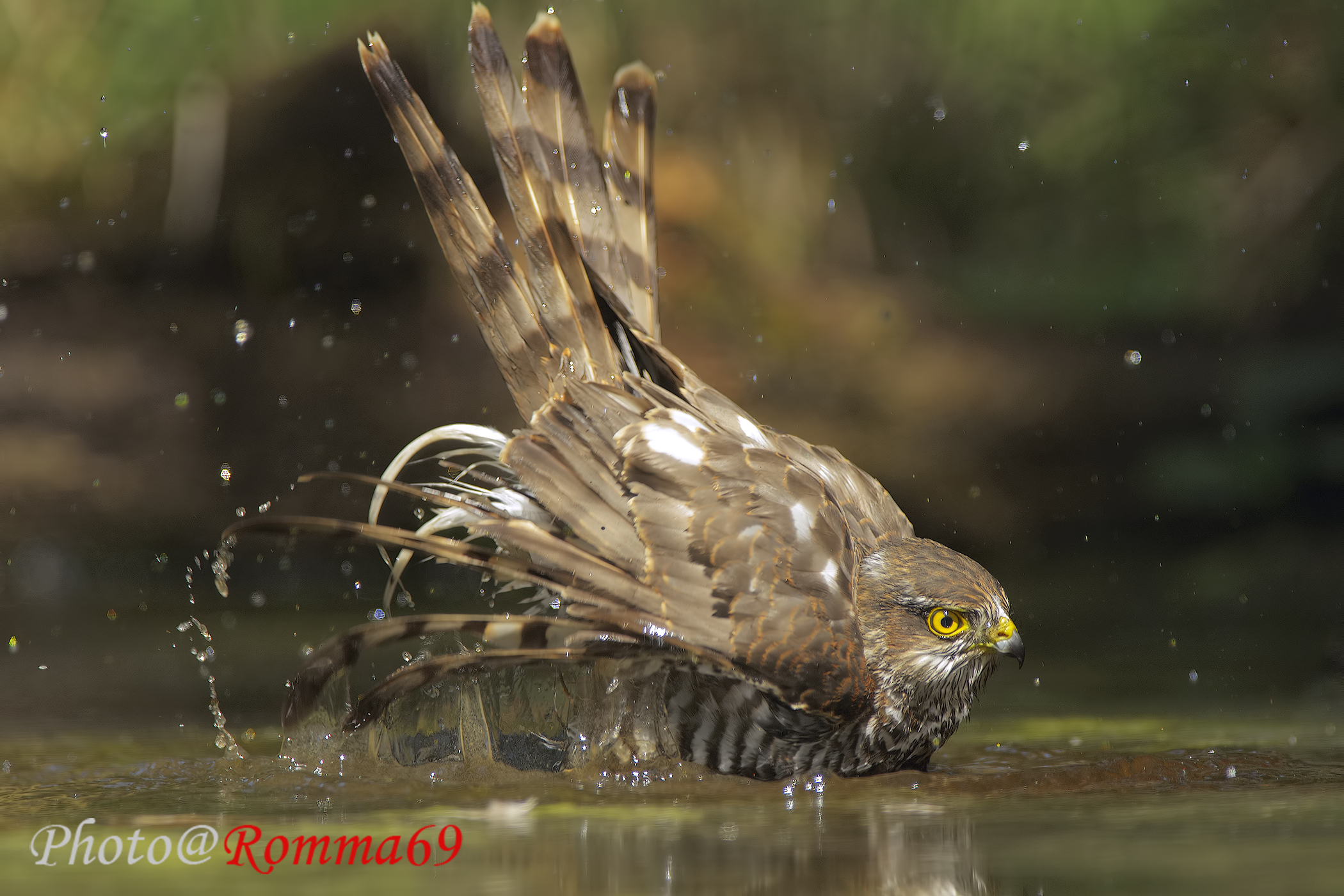 The bath of the Sparrowhawk...