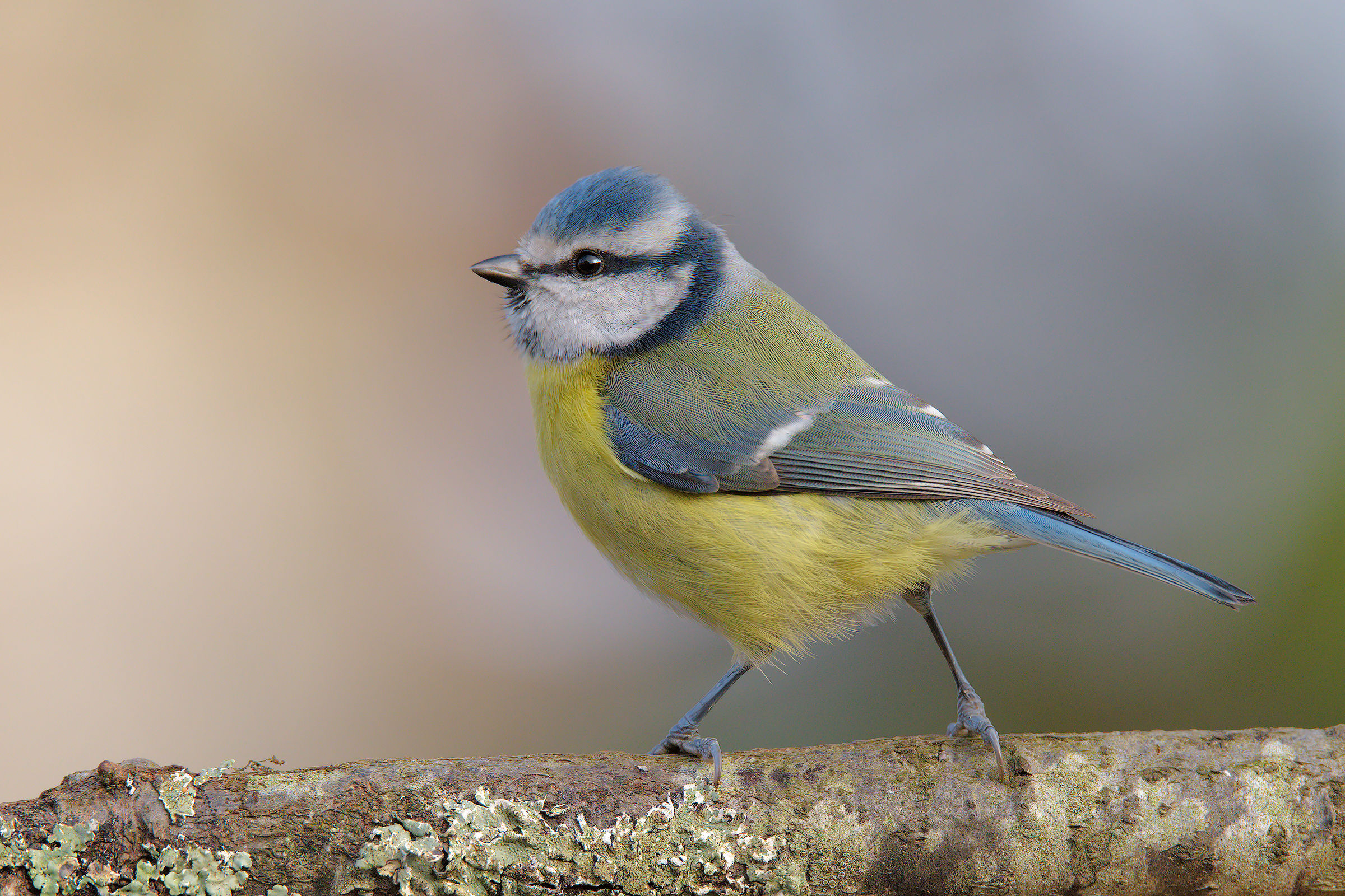 The first Blue Tit 2016...