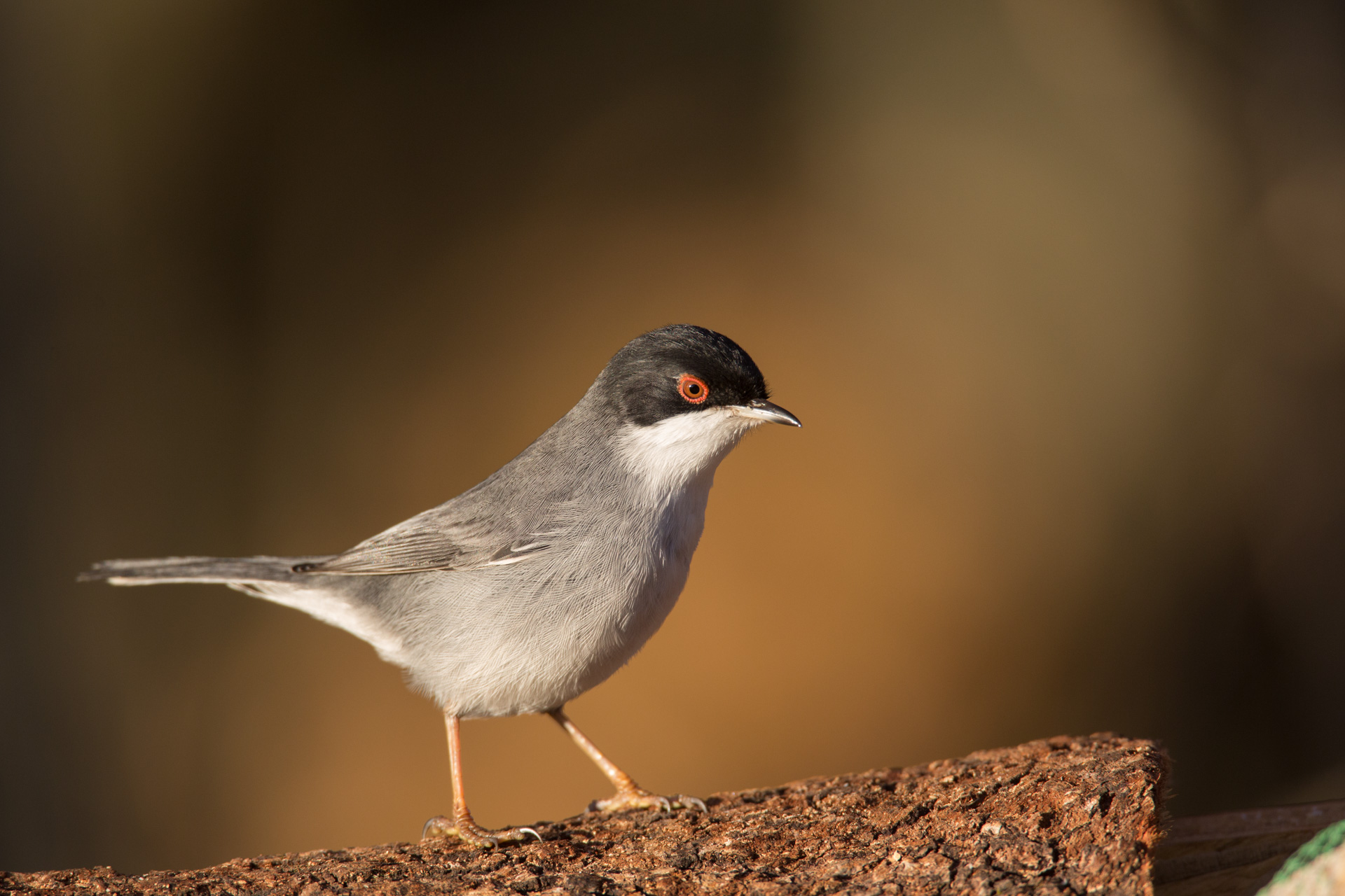 Male warbler - The ubiquitous in every manger...