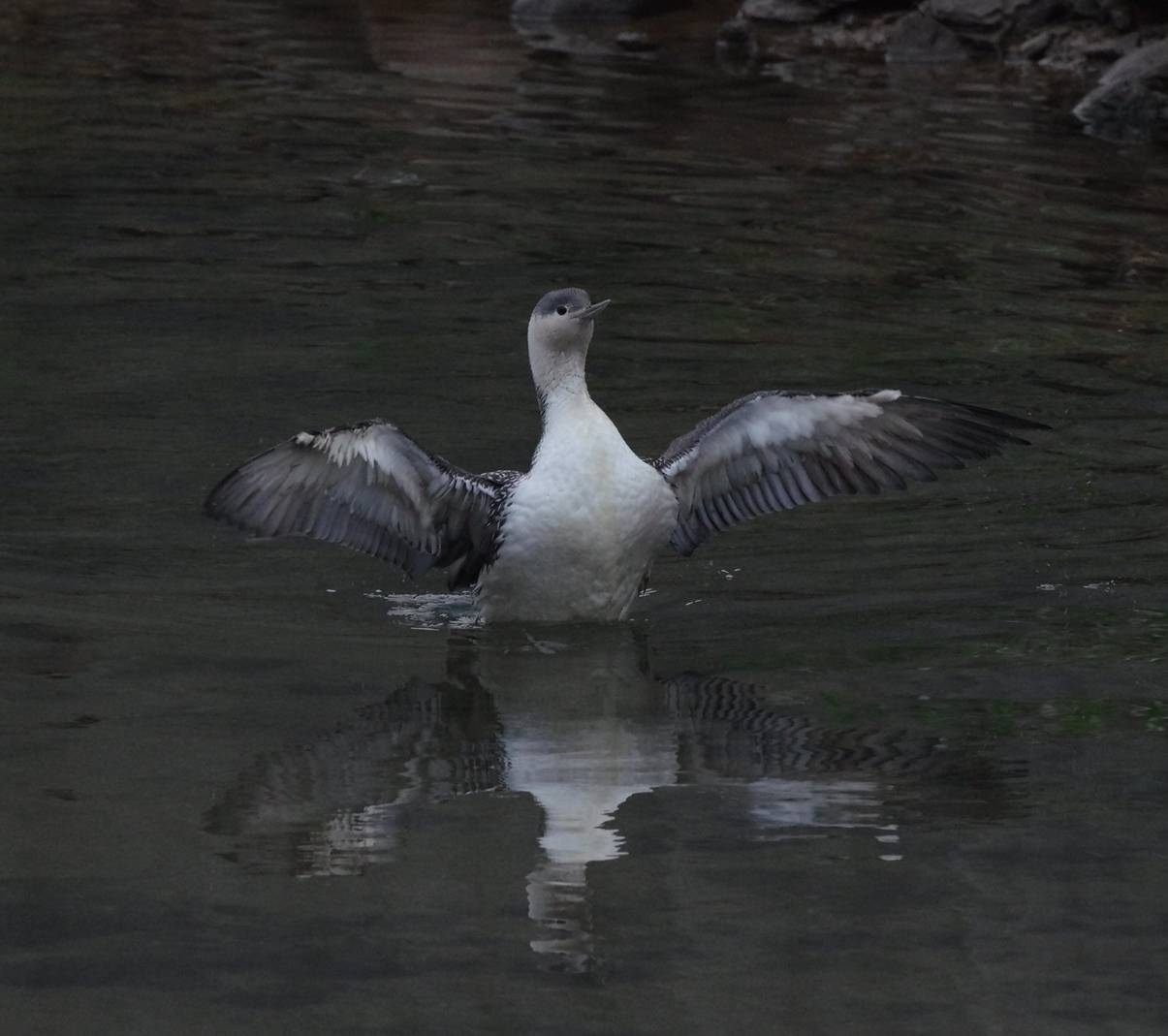 Red-throated Loon...